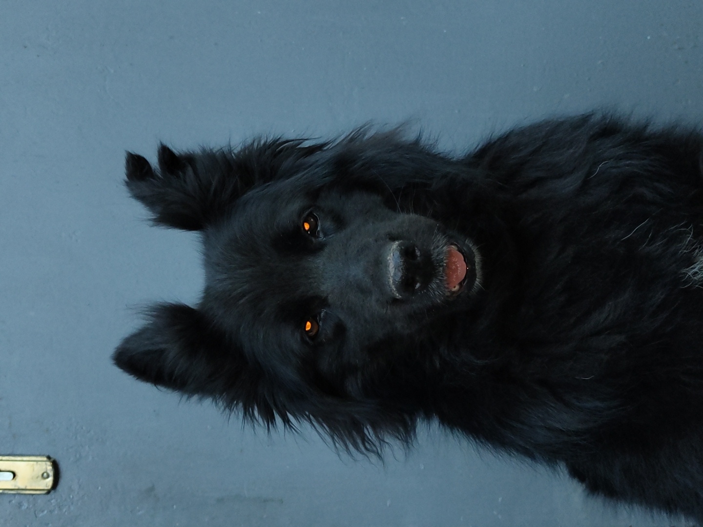 The image shows a close-up, Dutch-angle shot of a black dog lying down, with its head tilted towards the camera. The dog has bright, amber-colored eyes that appear to glow, and its tongue is slightly out of its mouth, showing a pinkish color. The dog's fur is dark and appears somewhat shaggy, with some lighter-colored fur visible on its chest. The background is a plain, cool-toned gray surface, possibly a wall or floor, with a small, brass-colored object, resembling a door handle or latch, visible in the lower left corner. The lighting is dim, contributing to the glowing effect of the dog's eyes. The overall mood is somewhat mysterious or intense due to the dog's direct gaze and the low lighting. No text is visible in the image.