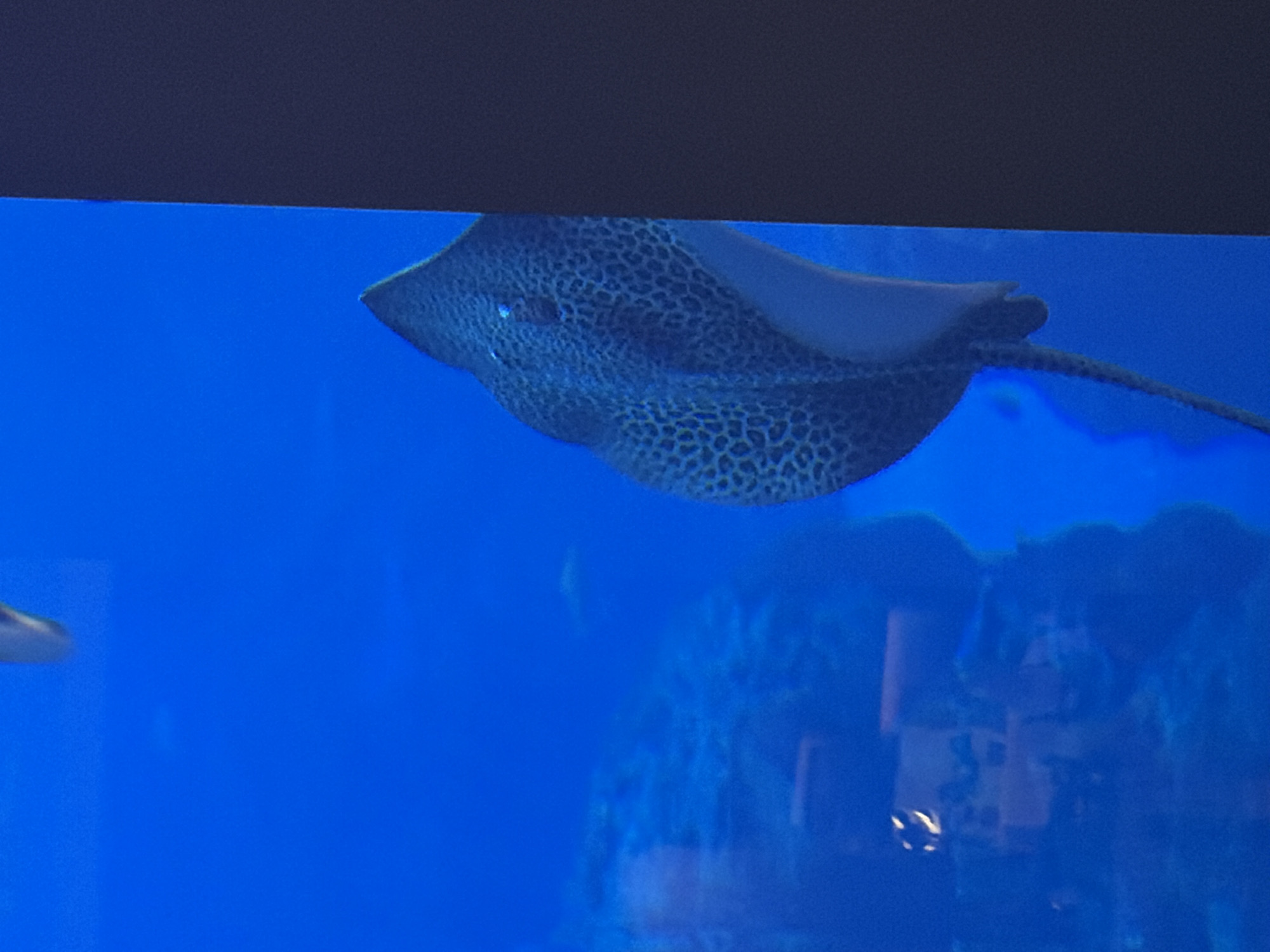 The image depicts a spotted eagle ray swimming in an aquarium tank. The ray is gray with dark spots and has a long tail. The water is blue, and a blurry rock formation is visible in the background. The scene is inside a public aquarium, and the location is likely in Dubai, United Arab Emirates.