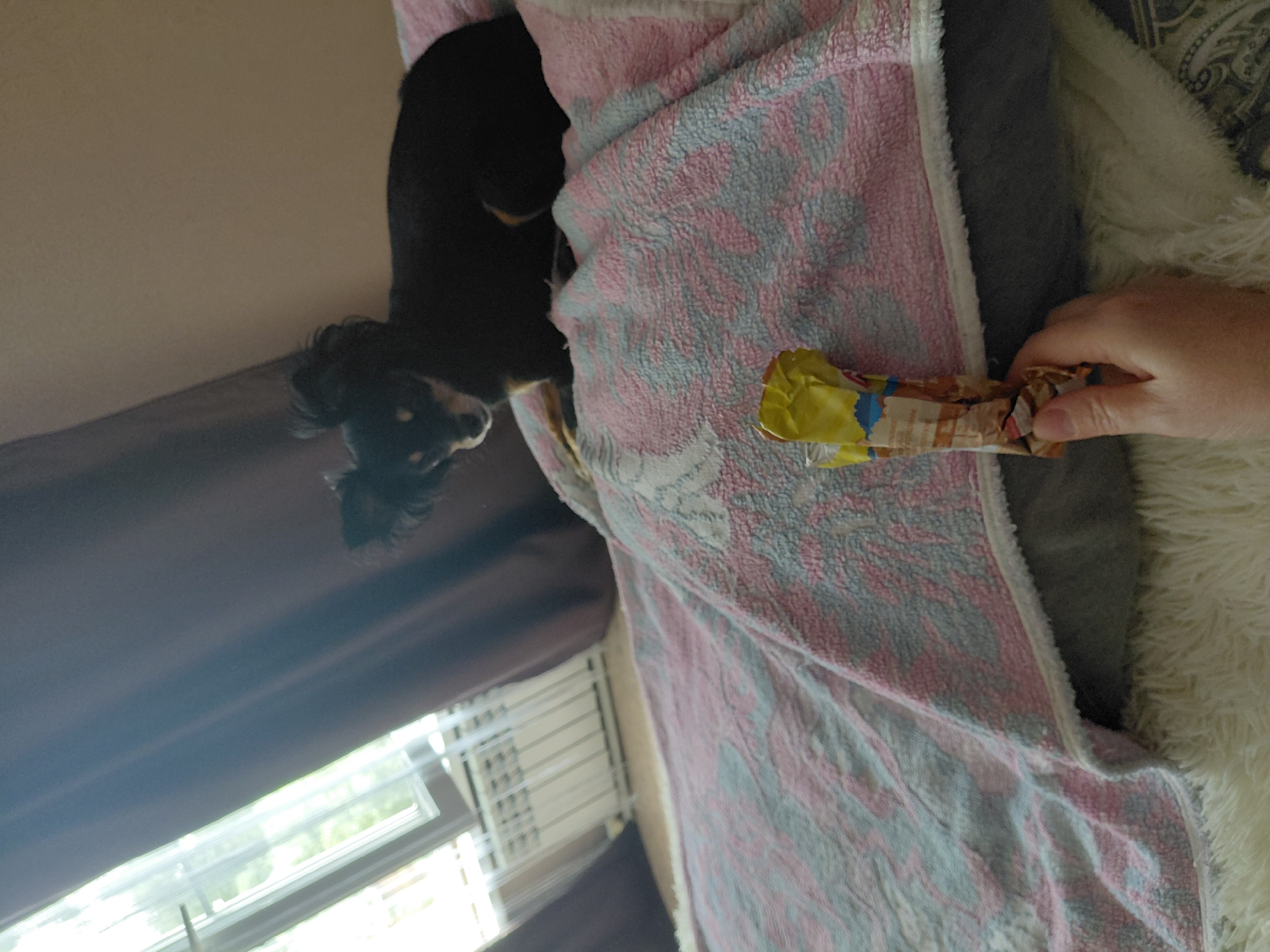 A small black dog is sitting on a bed covered with a pink and gray blanket. A person's hand is holding a yellow snack bar in the foreground. In the background, there is a window with white blinds and a brown curtain. The scene appears to be an indoor setting, likely a bedroom. The location of Novosibirsk, Russia, is not discernible from the image.