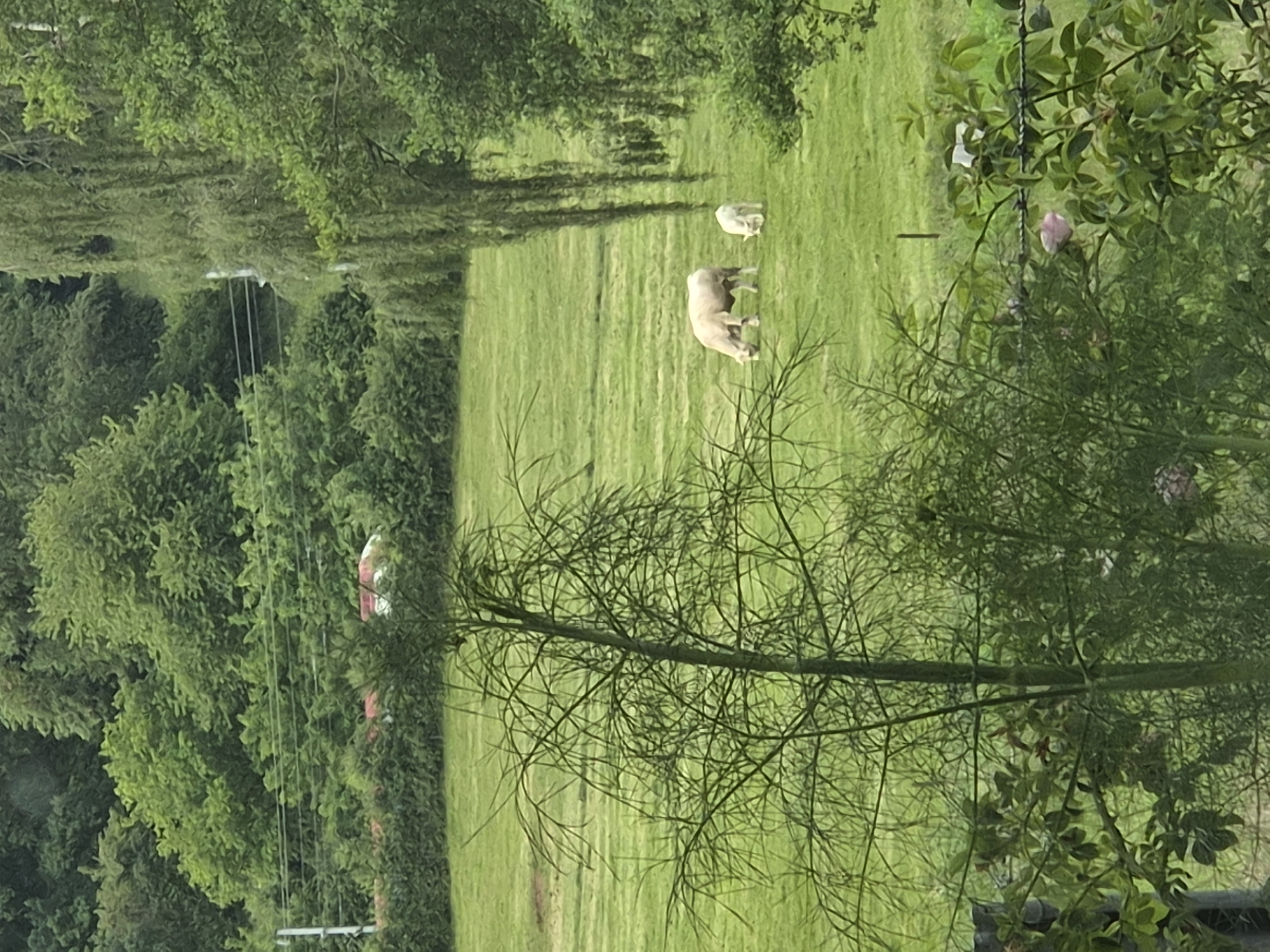 The image displays an expansive pastoral scene in Differdange, Luxembourg, characterized by a dominant green palette. In the midground, a large, verdant field occupies the central frame, where two light-colored bovines are observed grazing. One is an adult cow, positioned on the left, and the other is a significantly smaller calf, located to the right of the adult, both with their heads lowered towards the grass.
The foreground is populated by dense foliage, including a prominent, tall plant with delicate, branching green stalks on the left, resembling dill or fennel. To the right of this plant, a section of a barbed wire fence is discernible, and below it, shrubbery with several green leaves and at least one partially visible pink rose bloom. A dark, vertical object, possibly a fence post, is partially visible on the far left foreground.
The midground horizon features a dense line of hedges or low trees separating the immediate foreground from the main grazing field. The background is dominated by a substantial, undulating forest of deciduous trees, indicating a hilly terrain. Within this dense tree line, to the left, a utility pole with horizontal lines is partially visible. Further to the right in the background, a structure with a distinct red and white roof is largely obscured by the foliage, suggesting a building or large vehicle.
On the right side of the image, a large tree with characteristic weeping branches, possibly a willow, hangs down, partially obscuring the view of the field. The overall lighting suggests an overcast day or the soft light of morning or late afternoon, with no direct sunlight casting strong shadows.