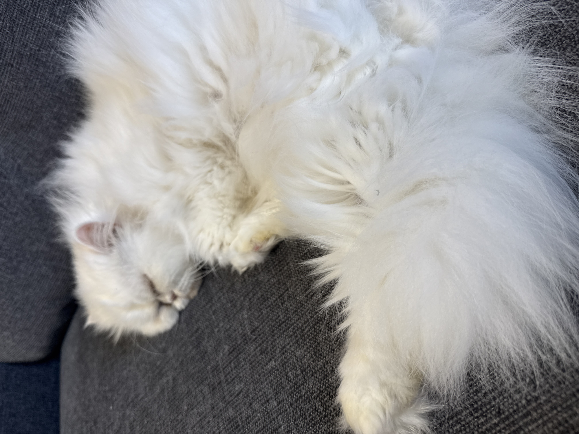 A white, fluffy cat is sleeping on a gray, textured sofa. The cat's head is positioned on the left side of the image, and its tail extends towards the right. The cat appears relaxed and comfortable. The location is unidentifiable as Burgas, Bulgaria.