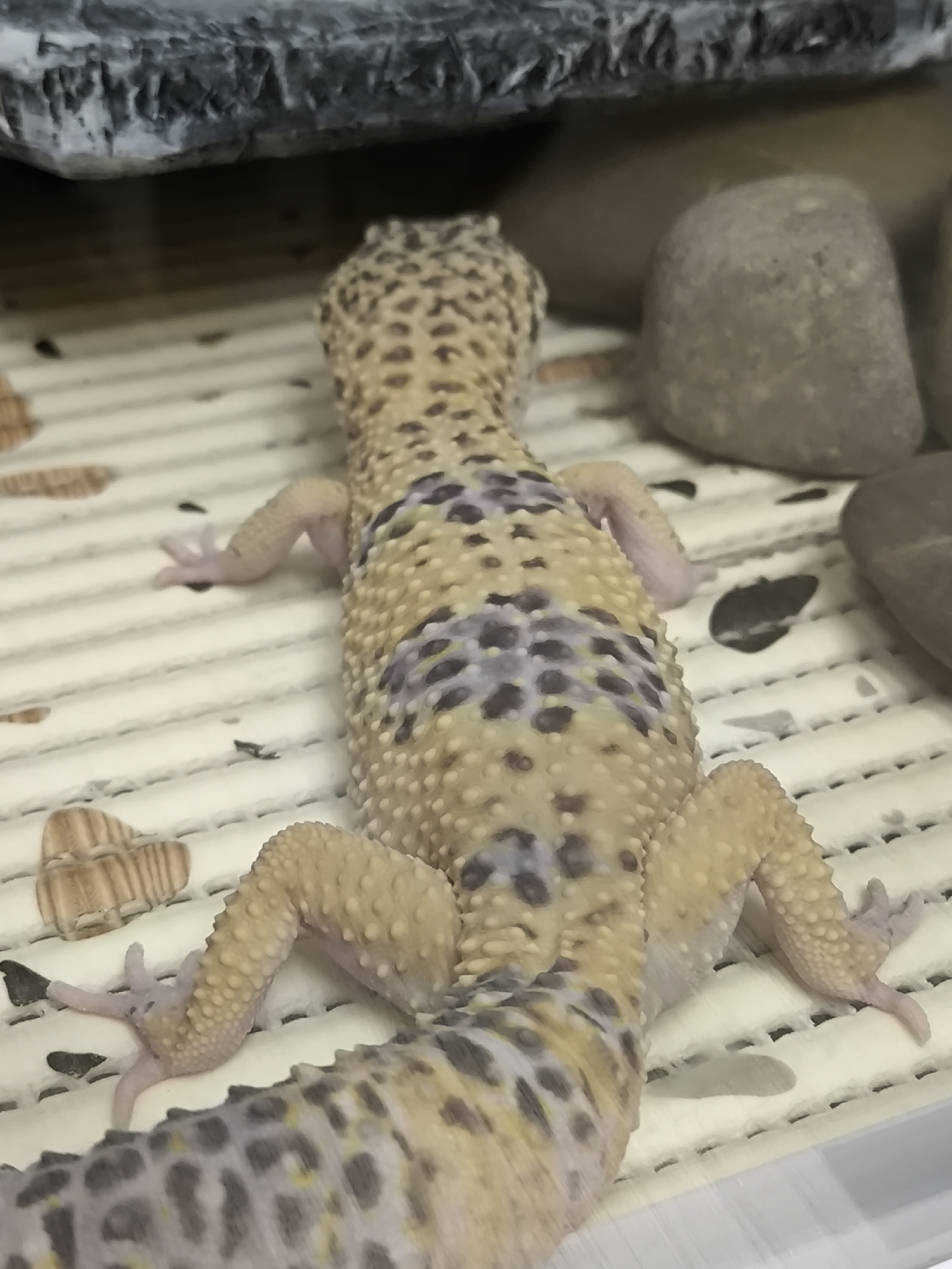 The image displays a dorsal, slightly oblique view of a leopard gecko (Eublepharis macularius) situated within an indoor enclosure. The gecko, oriented away from the camera, lies prone with its body extended. Its skin is light yellow to cream with a prominent granular texture, featuring irregular dark brown to black spots and blotches across its back. Several dorsal areas exhibit a faint lavender or purplish hue intermingled with the dark markings. The visible portion of its tail maintains a similar spotted pattern. All four limbs are extended and splayed, showing a lighter cream coloration.
The gecko rests on a white, ridged, or corrugated plastic mat, which serves as the substrate. Small, dark, irregular fragments are sparsely scattered across this mat. The enclosure contains several inert objects: multiple smooth, grey-brown river stones are positioned in the upper right background, and a dark grey, textured object resembling a rock formation or hide is present in the upper left background. Two light brown, ribbed, shell-like objects are located on the substrate in the lower-left quadrant. The scene depicts an artificial habitat, and no visual information within the image indicates a specific geographical location in the city of Chaikovsky, Russia, or elsewhere.