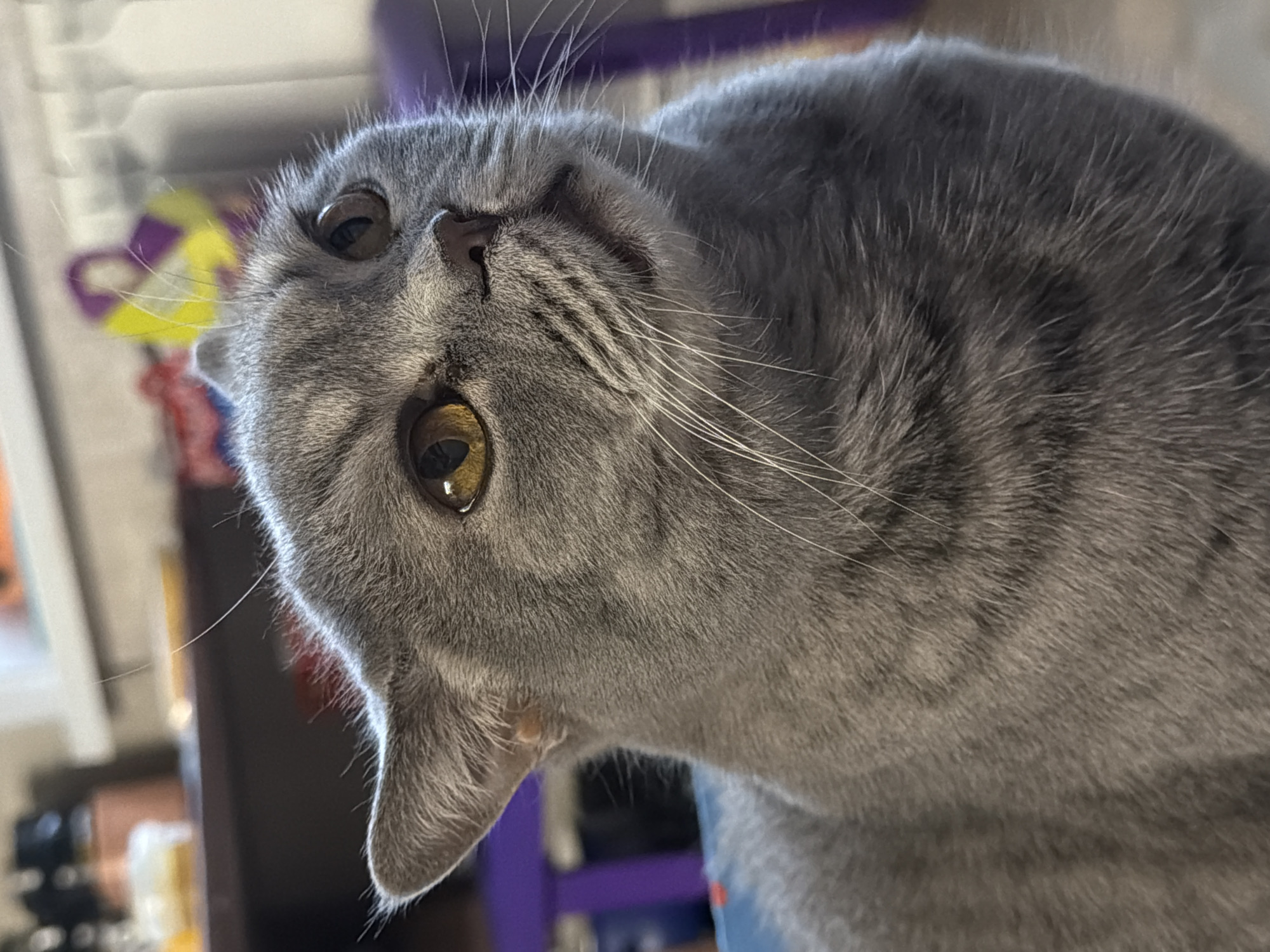 A close-up, high-angle portrait captures a domestic short-haired cat with dense, grey fur, looking upwards and slightly to the left with a curious expression. The cat's head is tilted, and its large, round eyes, a striking amber or gold color, are prominent and reflect ambient light, with narrow, vertically elongated pupils. Numerous long, white whiskers extend from its muzzle, which features a dark-colored nose. The cat's fur shows subtle variations in shading, hinting at a tabby or striped pattern, particularly on its body, which is visible in the lower right portion of the frame. The lighting is bright, illuminating the cat's features clearly. The background is softly blurred, indicating a shallow depth of field, and includes indistinct shapes and colors. In the upper left background, faint vertical white lines suggest blinds or a window. Further left, a blurry splash of yellow and purple might be a toy or decorative object. No text is visible in the image.