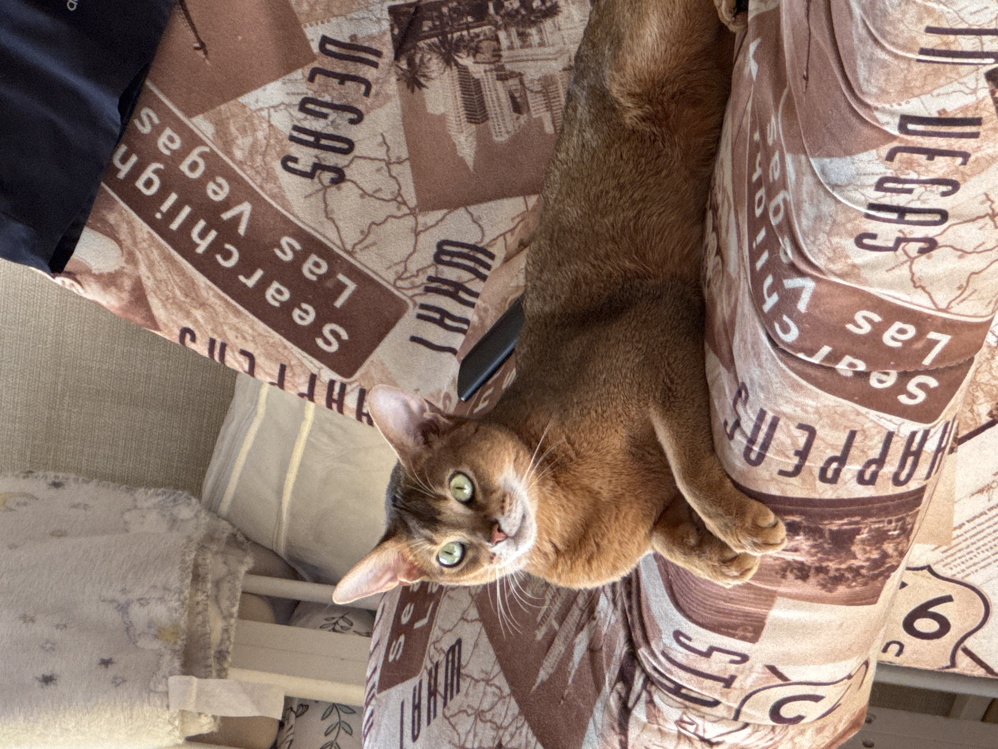 The image displays an Abyssinian cat in an indoor domestic environment within the city of Chaikovsky, Russia. The cat, exhibiting short, ruddy-brown fur and green eyes, is lying on a sofa. Its body is oriented to the left, its head is raised, and its gaze is directed forward. Its forepaws are positioned together. The sofa is upholstered with a patterned fabric in brown and beige tones, featuring text such as "Searchlight" and "Las Vegas," along with stylized cityscapes and map graphics. To the upper left, a light-colored furniture structure, potentially wood, is partially visible, draped with a white, fuzzy blanket patterned with faint shapes. A dark fabric object is visible in the upper right quadrant. The scene is illuminated by ambient light originating from the left.