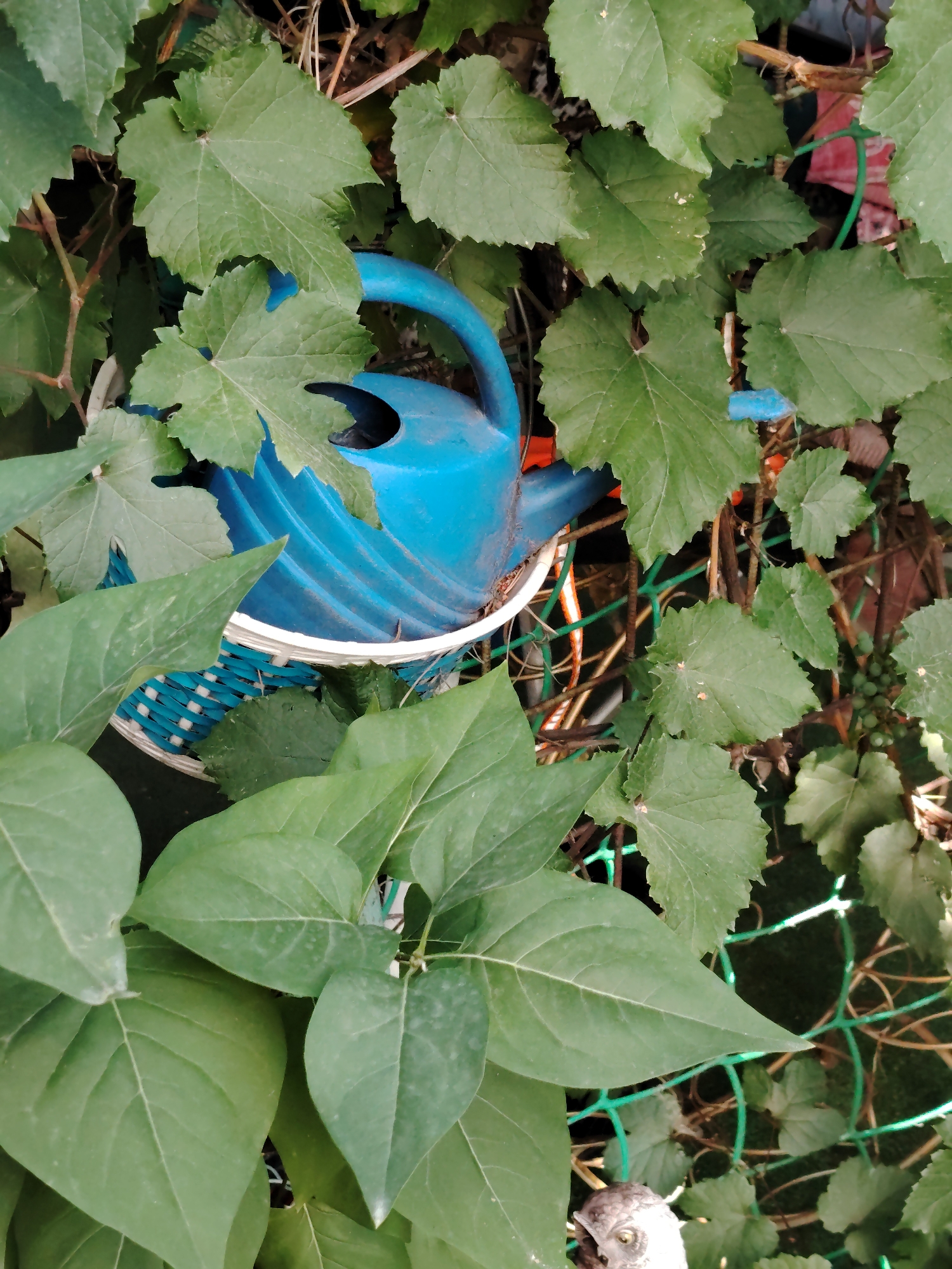 A blue plastic watering can with a white rim is partially obscured by lush green foliage and vines. The watering can is positioned in the center of the frame, with its handle and spout visible. The leaves are large and have serrated edges, indicating they are likely from a grape vine or a similar plant. A green mesh fence is visible in the background, along with some dry branches and other debris. A small statue of an owl with wide eyes is peeking out from behind the leaves in the lower right corner. The scene appears to be an outdoor garden or backyard area. There is no indication of the city of Astana, Kazakhstan within the image itself.