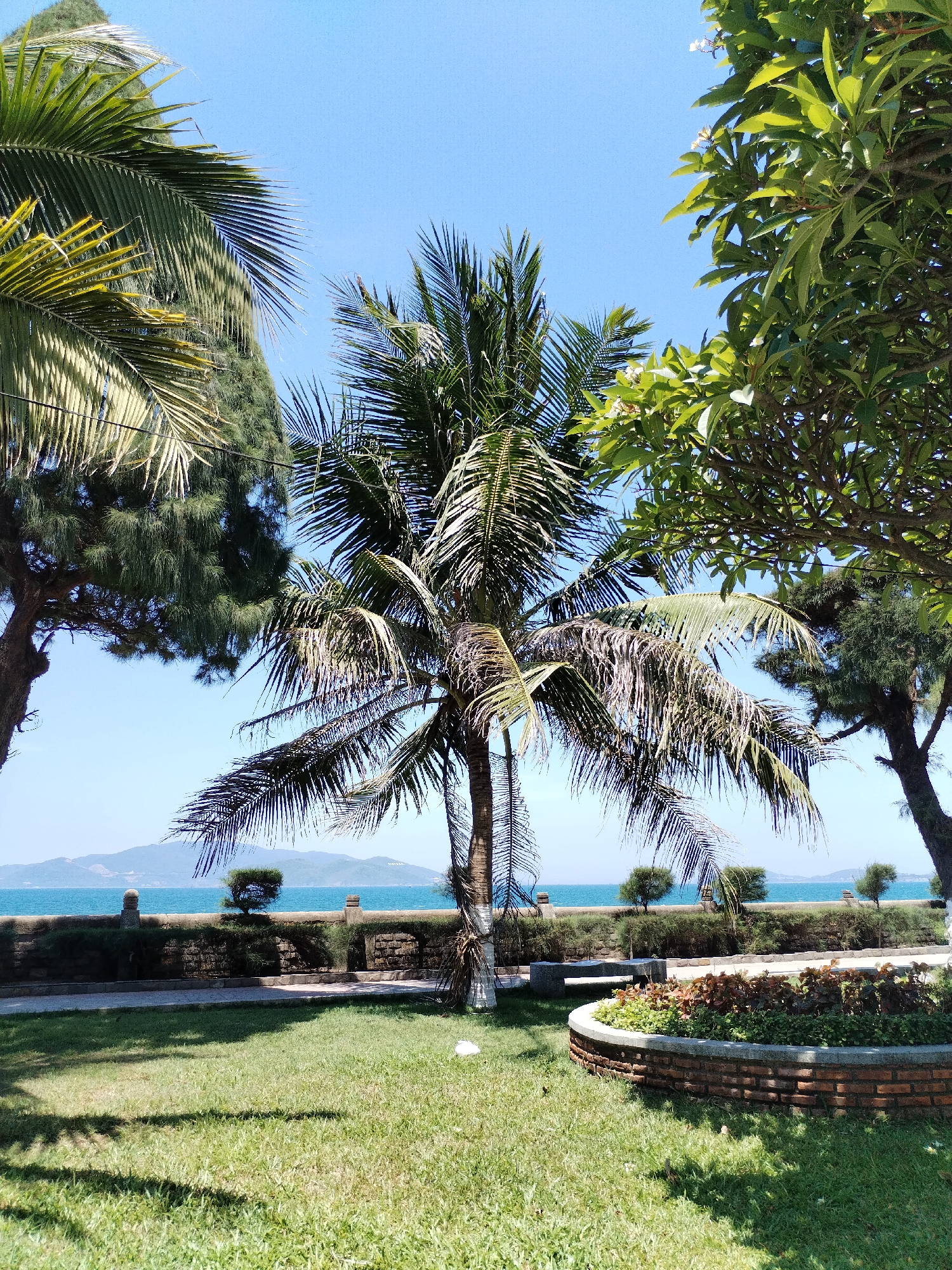 In Nha Trang, Vietnam, a vibrant park scene unfolds under a clear blue sky, offering a picturesque view of the ocean. The foreground is dominated by lush green grass, casting dappled shadows from the surrounding trees. To the right, a circular garden bed, edged with bricks, bursts with a variety of plants, including some with reddish-brown foliage. A stone bench sits nearby, inviting relaxation.
A prominent coconut palm tree stands center-frame, its fronds reaching towards the sky. Flanking it are other trees, including a tall, slender evergreen on the left and a tree with broad green leaves on the right, adding to the tropical ambiance.
Beyond the park, a low stone wall separates the grassy area from a walkway. This wall, constructed of stacked stones, is adorned with decorative stone pillars and intermittent bushes. Beyond the wall, the tranquil blue ocean stretches to the horizon, where hazy mountains can be seen. The scene captures a serene moment in this coastal Vietnamese city.
