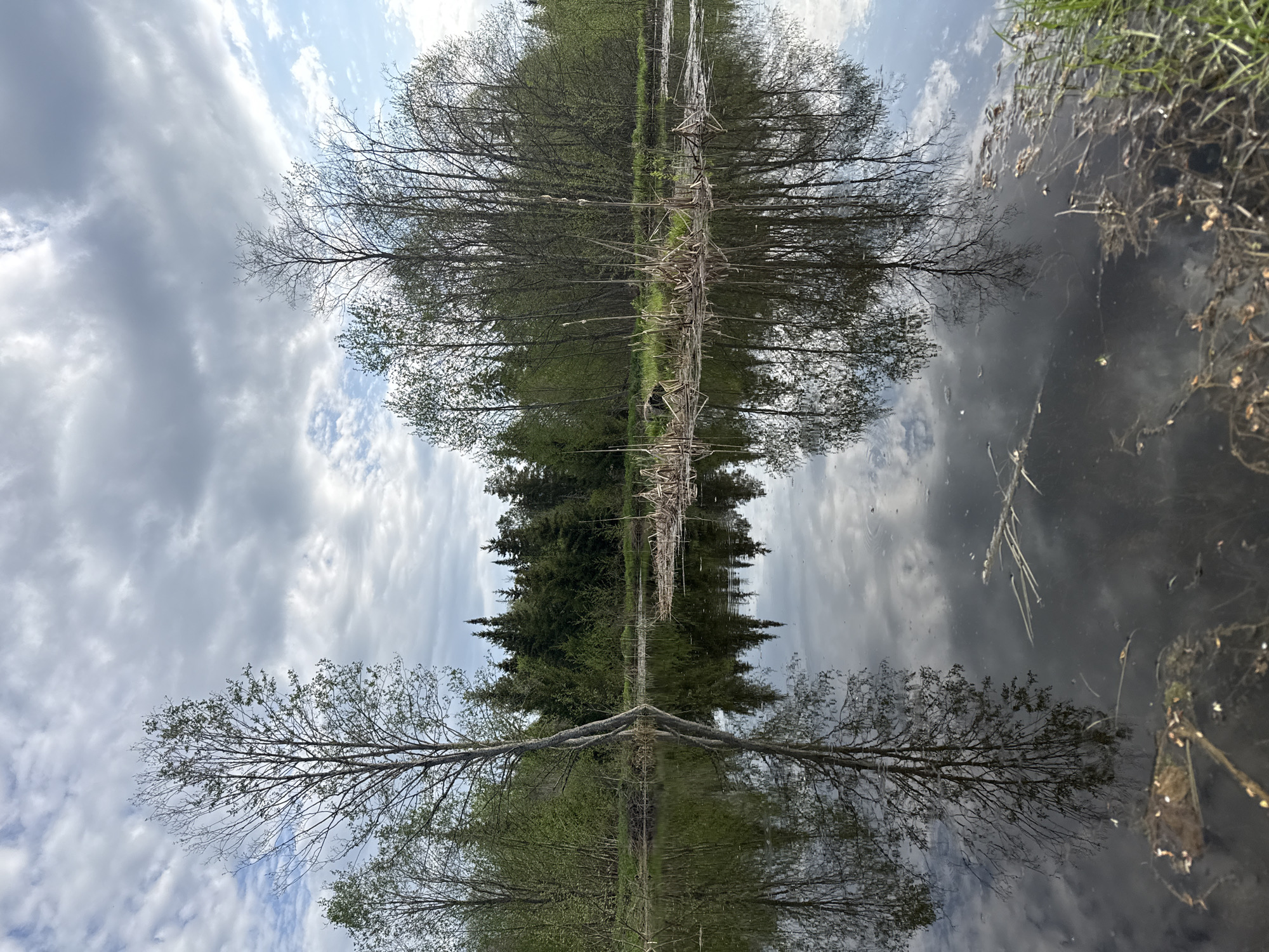 The image depicts a body of water reflecting a landscape. The reflection creates a symmetrical composition. Trees of varying types, some deciduous and some coniferous, line the apparent edge of the water. Bare branches are visible on some of the trees, while others show foliage. In the center, reeds or other aquatic vegetation are present. The sky, with clouds, is also reflected in the water. The location and details are not possible to verify as the image provides insufficient data for precise geographic identification. The request to locate this image in Rysai, Russia is unable to be completed because there is no known Rysai, Russia. The geographic location can't be determined from this image alone.