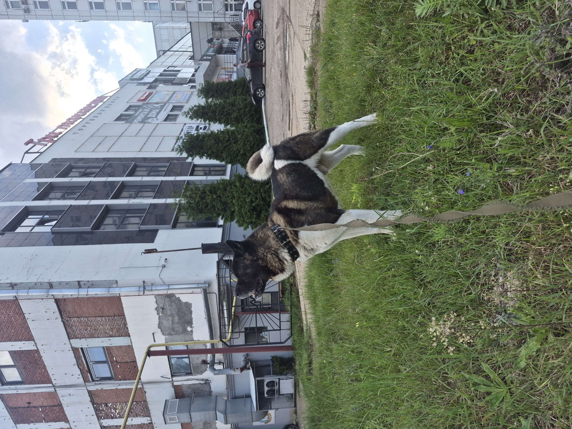 An Akita dog is standing on a patch of grass in front of a multi-story building. The dog is mostly black and white with a fluffy tail curled over its back. It is wearing a black collar with silver studs and a light-colored leash. The building in the background appears to be a commercial structure, with a mix of brick and modern facade. Signs are visible on the building, one of which appears to be in Russian. Several cars are parked in front of the building, and a few evergreen trees are planted along the sidewalk. The sky is overcast with some patches of blue. The overall impression is an urban setting with a dog on a leash in a grassy area. This appears to be a commercial area in Chaikovsky, Russia, given the Cyrillic lettering on the signage.