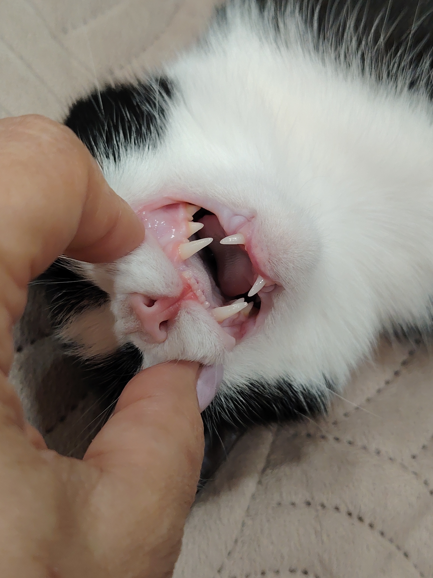 The image shows a close-up view of a black and white cat's mouth being examined by a person's hand. The cat's sharp teeth are visible, and the person's fingers are used to pull back the cat's lips, revealing the gums and teeth. The location and city are unknown.