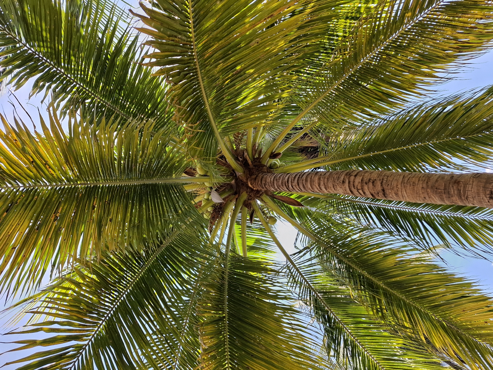 This image shows a close-up, low-angle view of a mature coconut palm tree, photographed in Phu Thuy Ward, Vietnam. The frame is dominated by the tree's trunk and its large, fanned fronds. The trunk is rough and textured, displaying the characteristic brown, fibrous bark of a coconut palm. At the top of the visible trunk, a cluster of green coconuts can be seen, some still attached to the tree. The fronds are a vibrant green, with streaks of yellow indicating sunlight filtering through them. The leaves are long and slender, forming a dense canopy that obscures much of the sky. The sky itself is a clear, bright blue, visible in patches between the fronds. The perspective of the shot draws the viewer's eye upwards, emphasizing the height and the expansive reach of the palm tree.