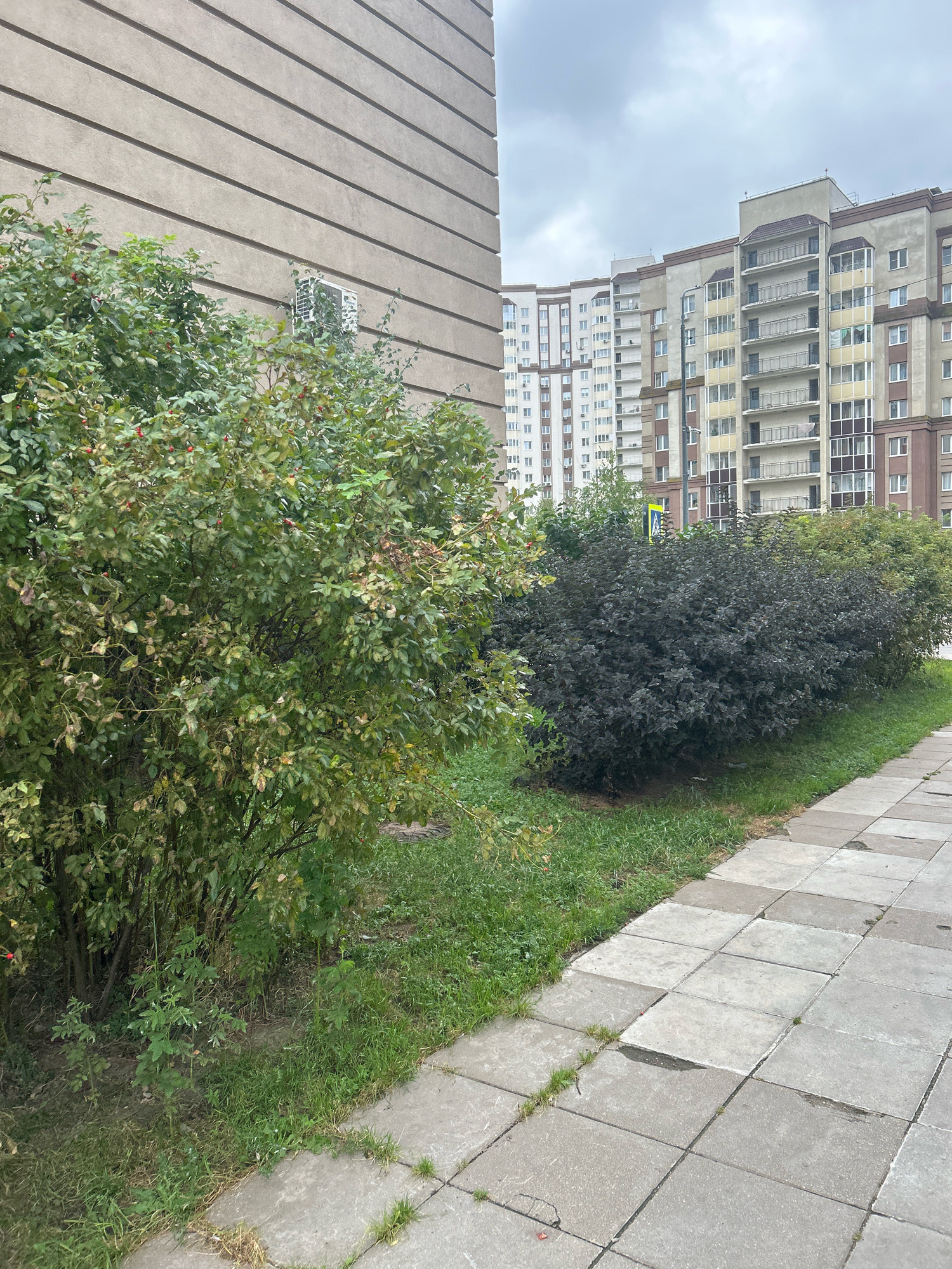 This is a photograph of a sidewalk in front of a building, with bushes and trees lining the path. The building is a multi-story apartment complex with balconies and windows. The sidewalk is made of concrete slabs, some of which are cracked and uneven. The bushes are green and leafy, with some red berries visible on one of them. The sky is overcast, and the overall mood of the image is somewhat somber. The location is the city of Domodedovo, Russia.
