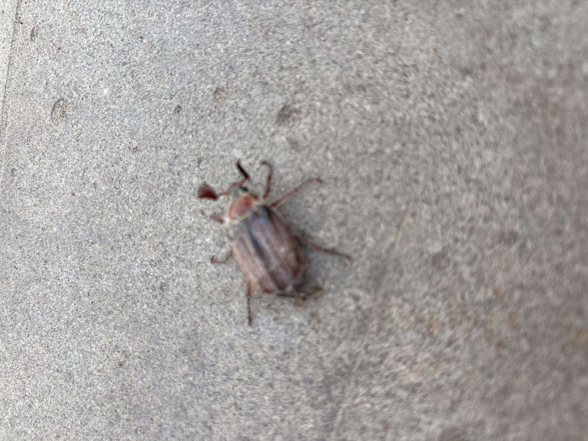 The image shows a blurry maybug beetle on a gray, textured surface, possibly concrete or asphalt. Due to the lack of specific context or metadata, it is not possible to determine the exact location in Chaikovsky, Russia, or to provide any additional details about the environment, people, subjects, objects, actions, or interactions. The image solely presents the beetle on the aforementioned surface.