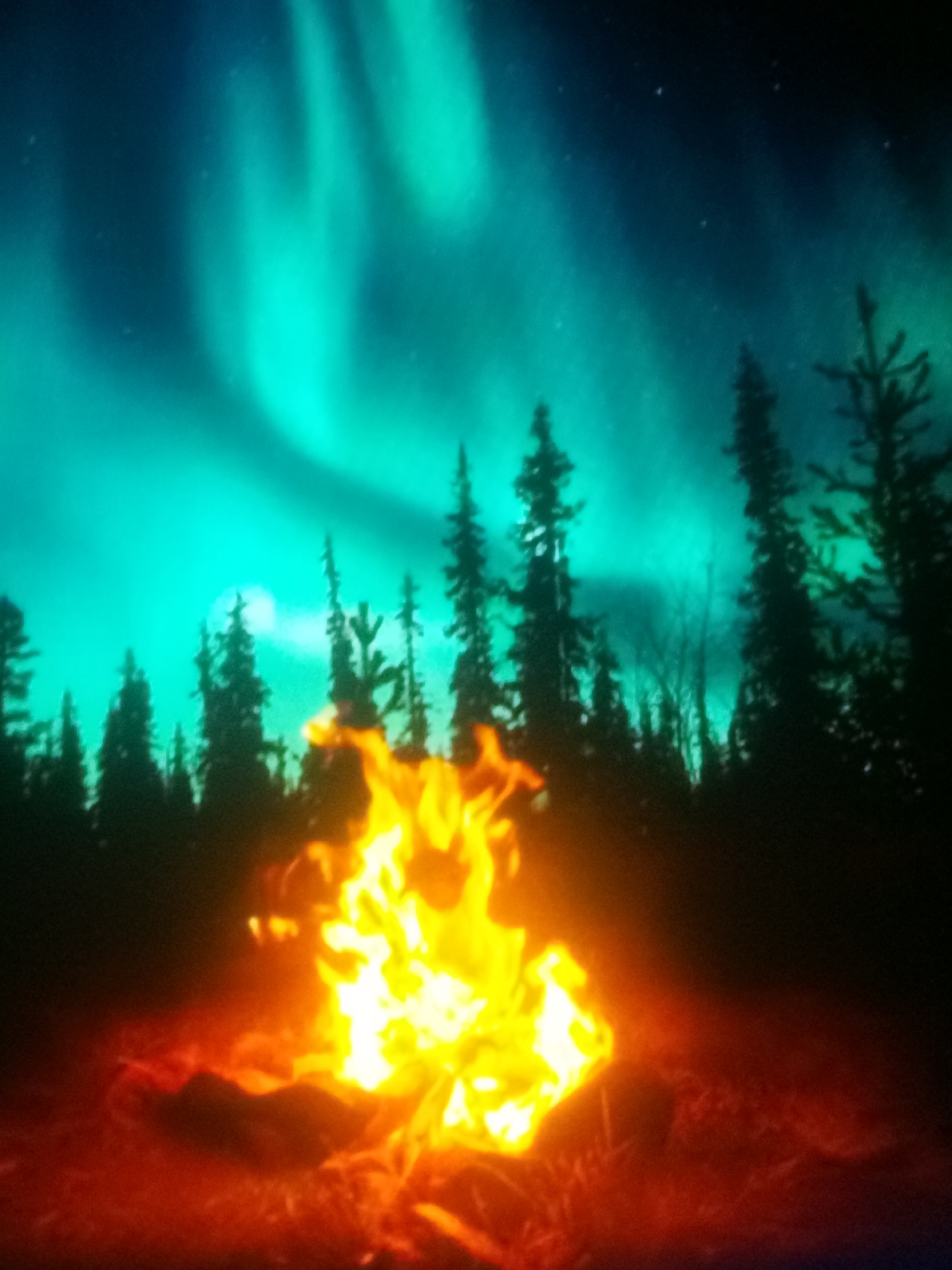 The image captures a vibrant display of the Aurora Borealis illuminating a night sky above a silhouetted forest. In the foreground, a campfire burns brightly, casting a warm orange and yellow glow onto the surrounding ground, which appears to be covered in dark earth and possibly some foliage. The trees of the forest, primarily coniferous, are dark shapes against the luminous sky. The Aurora itself is a spectacular natural phenomenon, with swirling bands of green light dominating the upper portion of the image. The overall scene suggests a remote, natural setting, likely far from urban light pollution, conducive to observing celestial events.