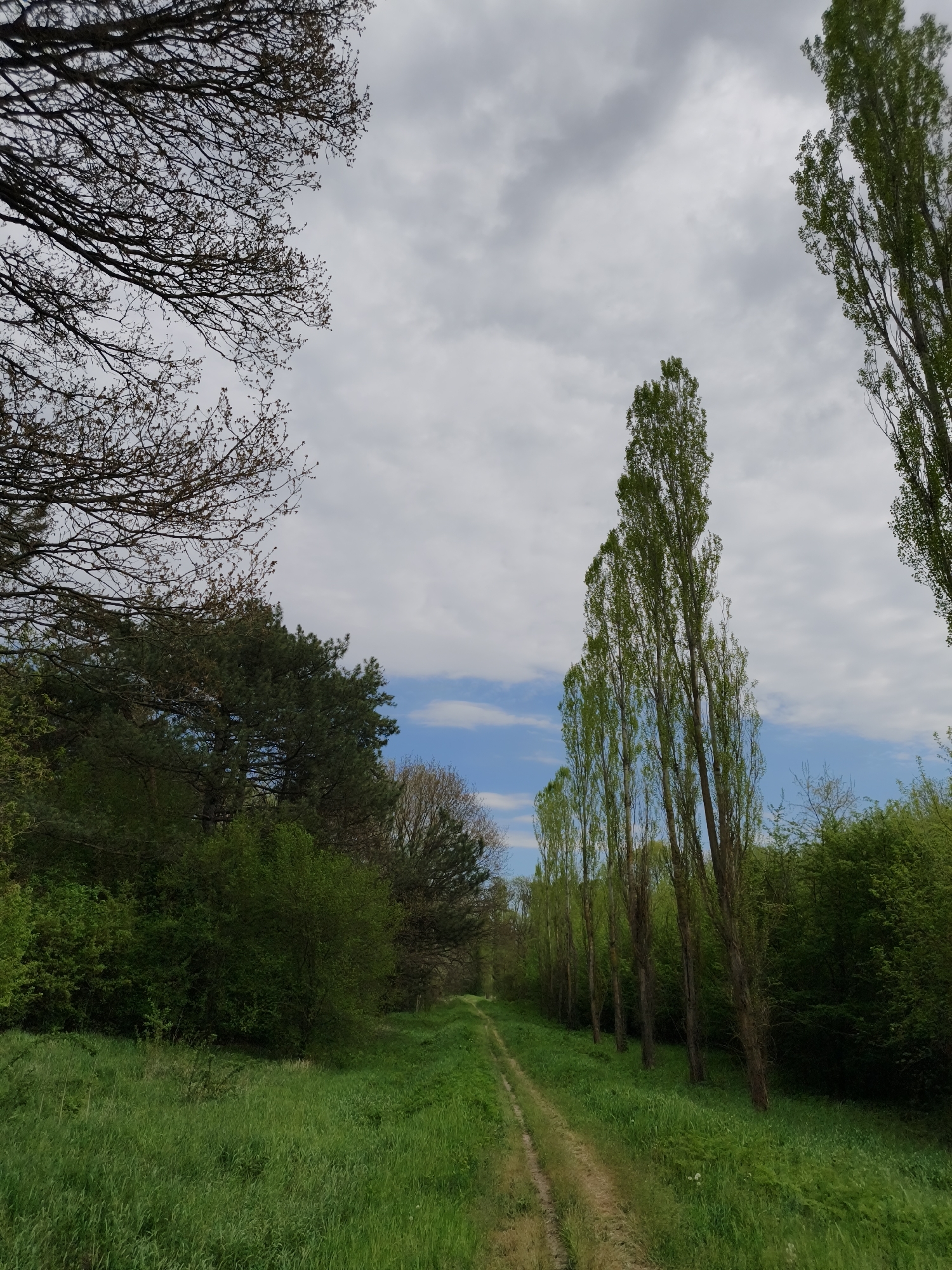 A dirt path cuts through a lush, green landscape in Zelenyi Hai, Ukraine. Tall, slender trees line the right side of the path, their elongated shapes reaching towards a partly cloudy sky. The path leads into a dense area of greenery. On the left, a mix of trees and bushes forms a thick border, some trees with bare branches extending into the top left corner of the image. Patches of blue sky are visible through breaks in the clouds.