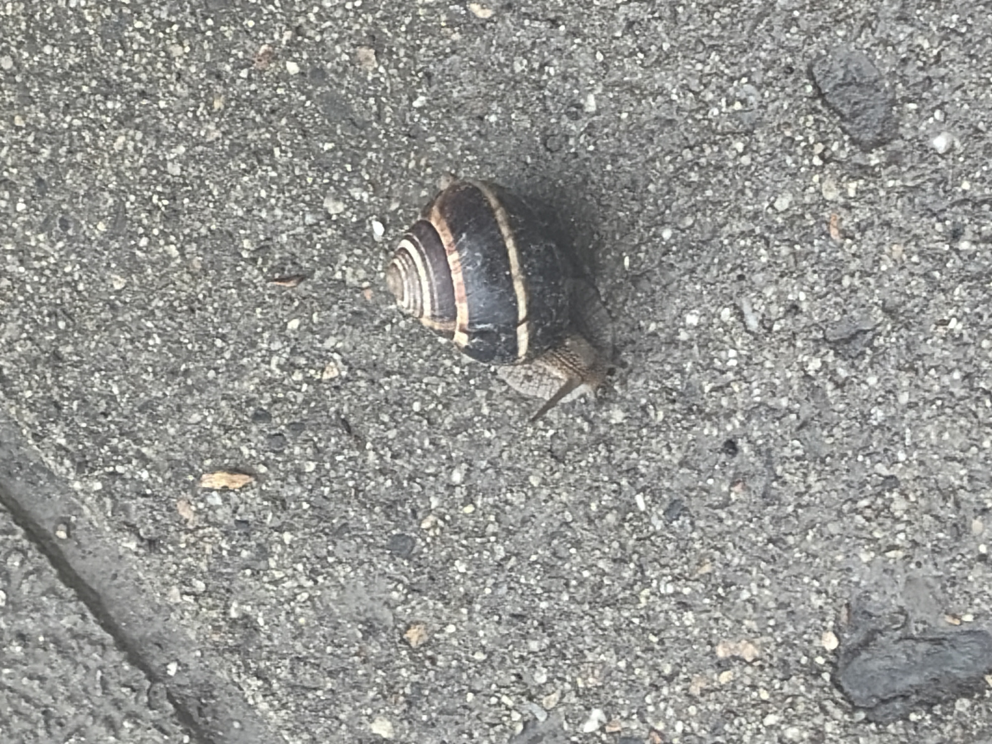 A snail rests on a grey, pebbled surface. The snail has a dark brown shell with light-colored stripes. The scene appears to be outdoors. The location cannot be ascertained from the image.