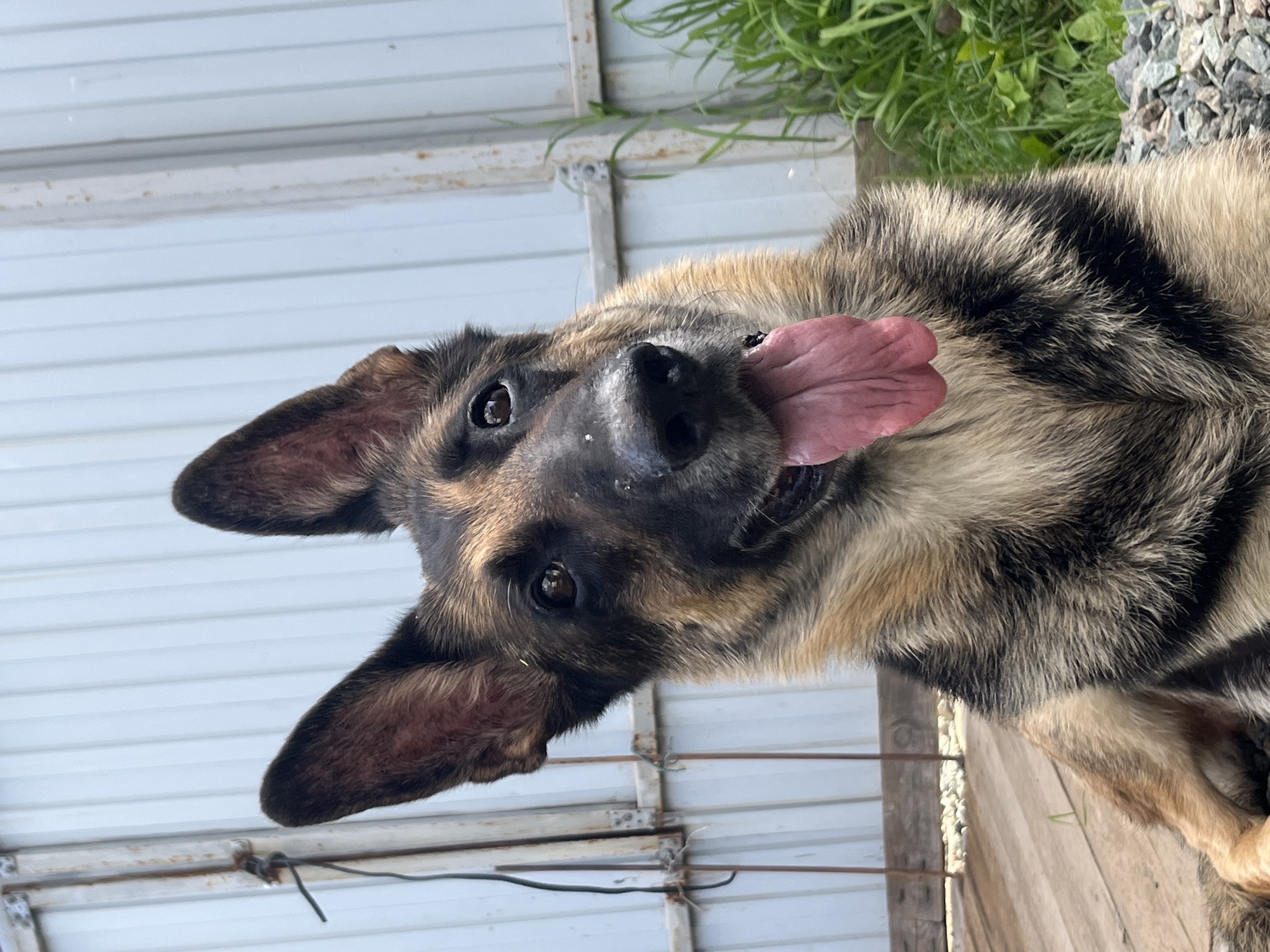 A German Shepherd dog with its tongue hanging out sits outdoors. The dog's fur is a mix of black and tan. The background consists of a corrugated metal fence, a wooden deck, and some green grass. The scene is likely in a yard or outdoor enclosure. The specific location in Nizhny Tagil, Russia is not discernible from the image.
