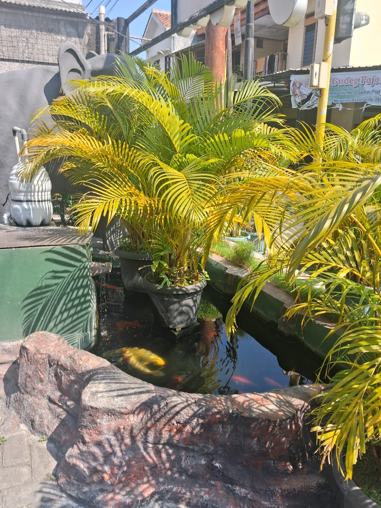 The image depicts an outdoor scene in Surakarta, Indonesia. In the foreground, a koi pond is visible, with several orange and white koi swimming in the dark water. The pond is bordered by artificial rock formations. To the left of the pond, there is a green structure and a large, light-colored plastic bottle with a pipe. Lush green palm fronds, some appearing yellowish, are abundant, casting shadows across the scene. In the background, there are buildings, including a light-colored structure with a sign that appears to be for "Gudeg Pojok" and mentions "Reksoniten No. 72 Gajahan (Pojok) Surakarta". There is also a glimpse of a grey elephant statue with large ears. The sky is blue and clear, suggesting a sunny day.