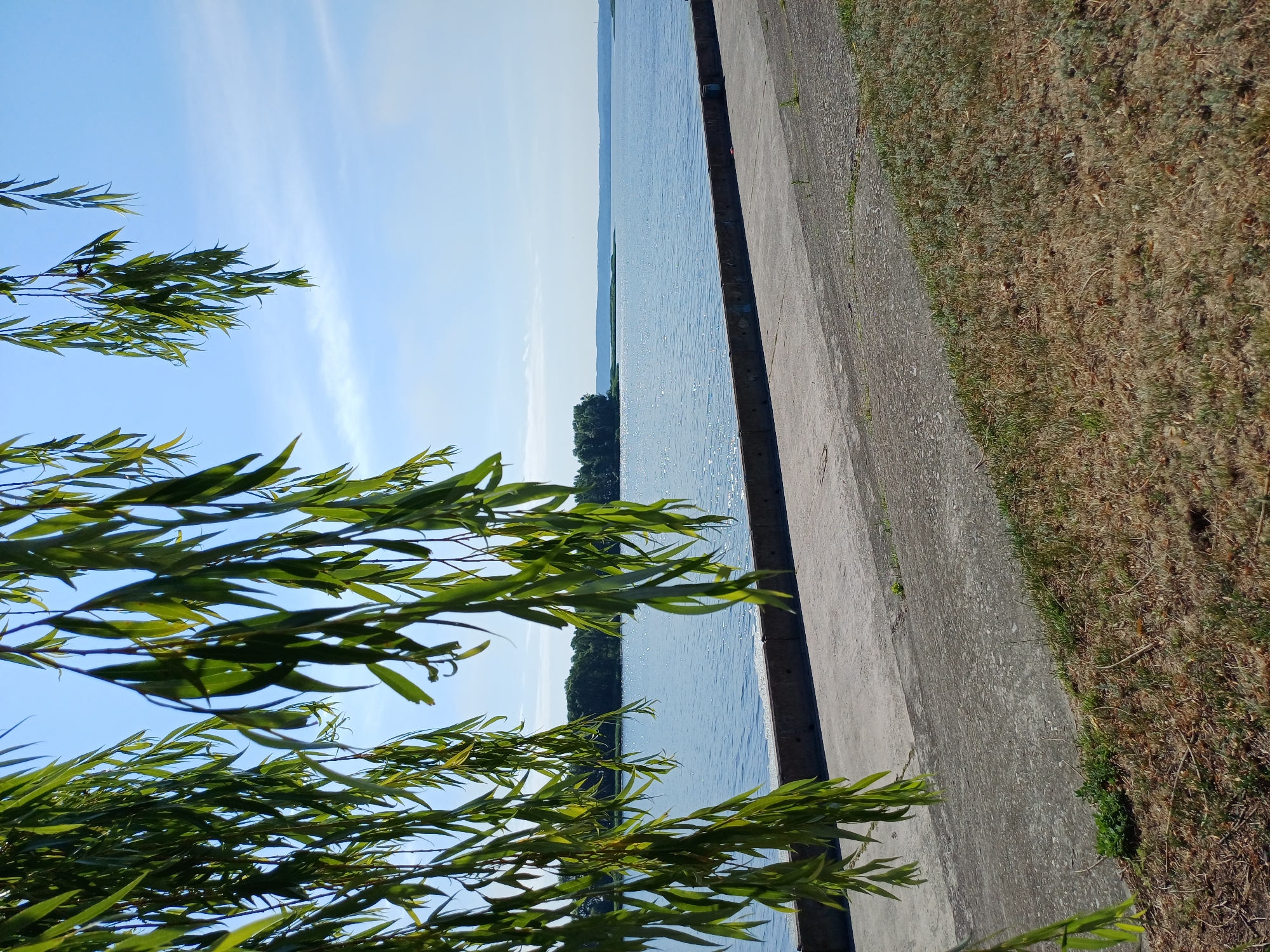 The image depicts a waterfront scene in the city of Ukrainka, Ukraine. In the foreground, weeping willow branches with vibrant green leaves hang down, framing the view. A concrete embankment runs along the water's edge, with a paved walkway or path above it. Beyond the embankment, a wide, calm body of water stretches towards the horizon, reflecting the clear blue sky and scattered white clouds. In the distance, a line of lush green trees marks the far shore, with a gentle haze obscuring the furthest details. The ground leading up to the embankment is covered in dry grass and some scattered twigs. The overall impression is one of a serene, sunny day by the water.
