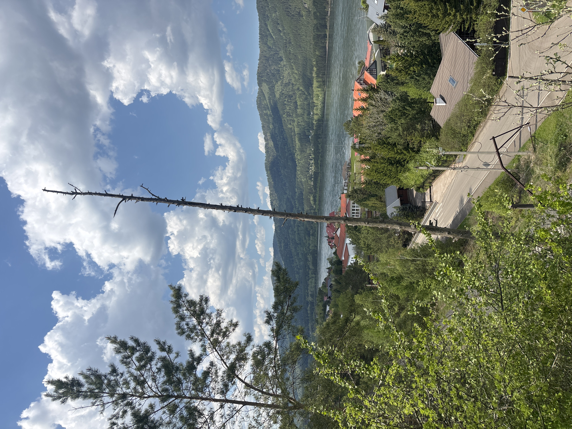 The image depicts a view of the city of Овсянка, Russia, nestled along a wide river valley. A ridge covered with dense forest rises from the river's edge. A mix of buildings with red and gray roofs is visible among the trees along the river. In the foreground, a tall, bare tree trunk stands vertically, extending upwards towards a sky filled with fluffy white clouds and patches of blue. A road, power poles, and lush green foliage border the built environment. Some pine and deciduous trees are in the foreground.