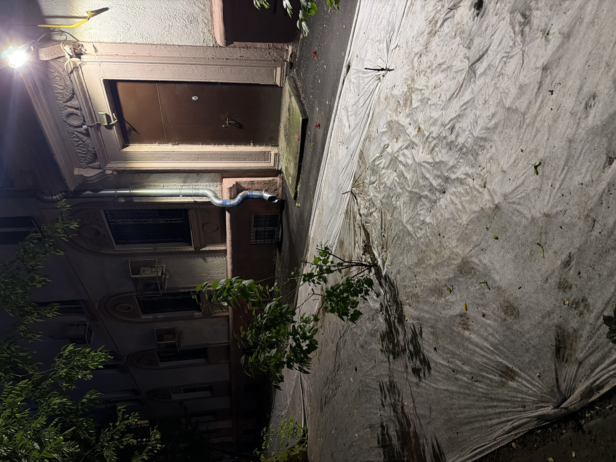 An exterior nighttime scene shows a sidewalk and building facade illuminated by a bright overhead light. The ground is covered with a wrinkled white tarp, on which a small tree with green leaves is planted. The building has a dark brown door, a gray downspout, and several windows. The building is painted a light color, possibly stucco, and has decorative architectural elements above the door. The sidewalk is paved and adjacent to the building. A few red flower petals are scattered on the sidewalk.