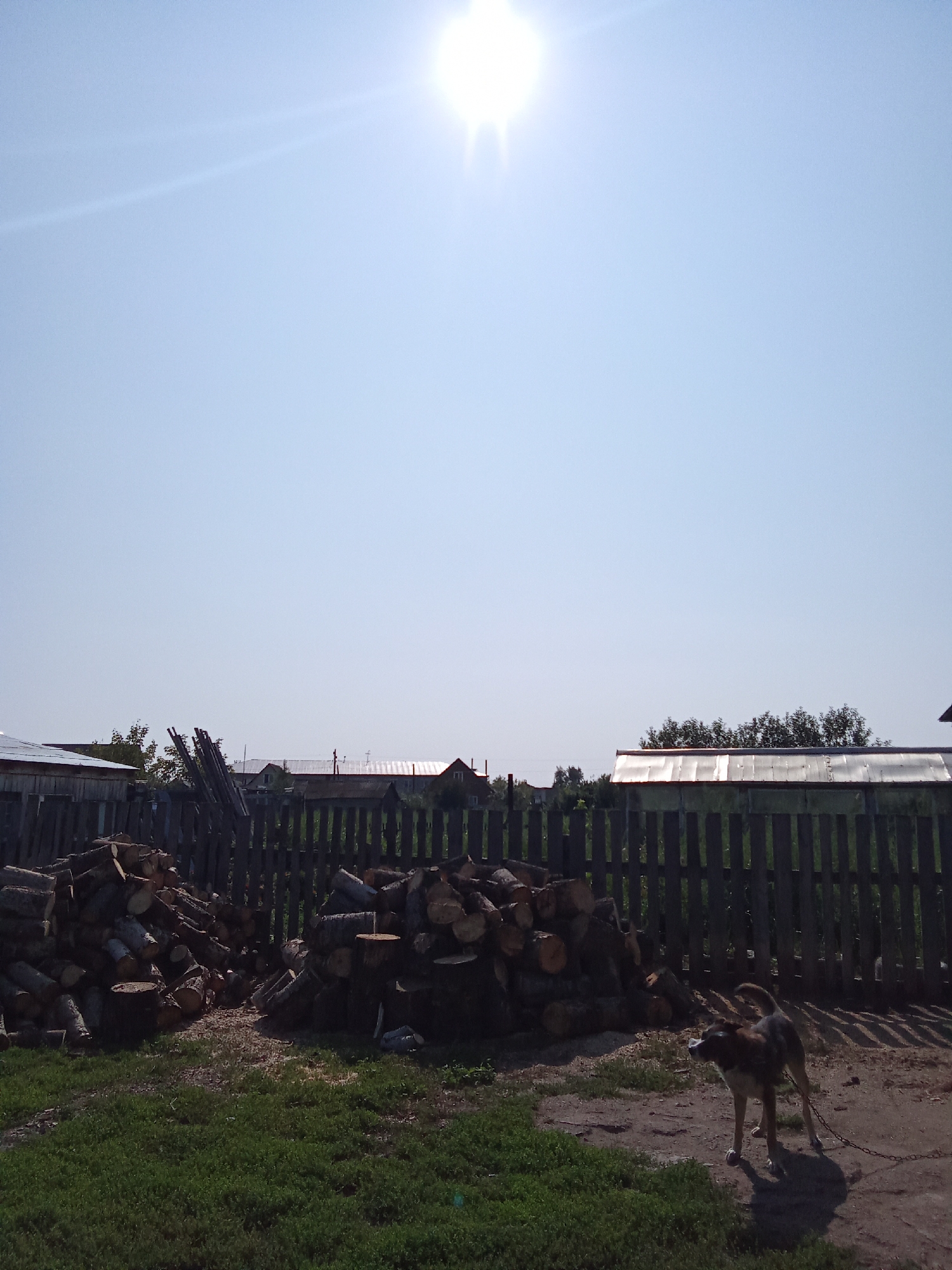 The image depicts a rural scene under a bright, clear sky with the sun prominently visible. In the foreground, a pile of chopped wood is stacked to the left, with another larger pile to the right. A dog, with a brown and white coat, is chained and standing on a dirt path to the right of the wood piles. A wooden fence runs horizontally across the mid-ground. Beyond the fence, several structures are visible, including what appears to be a greenhouse with a translucent roof and some residential buildings. Trees are scattered throughout the background. The overall environment suggests a warm, sunny day in a residential area or property.