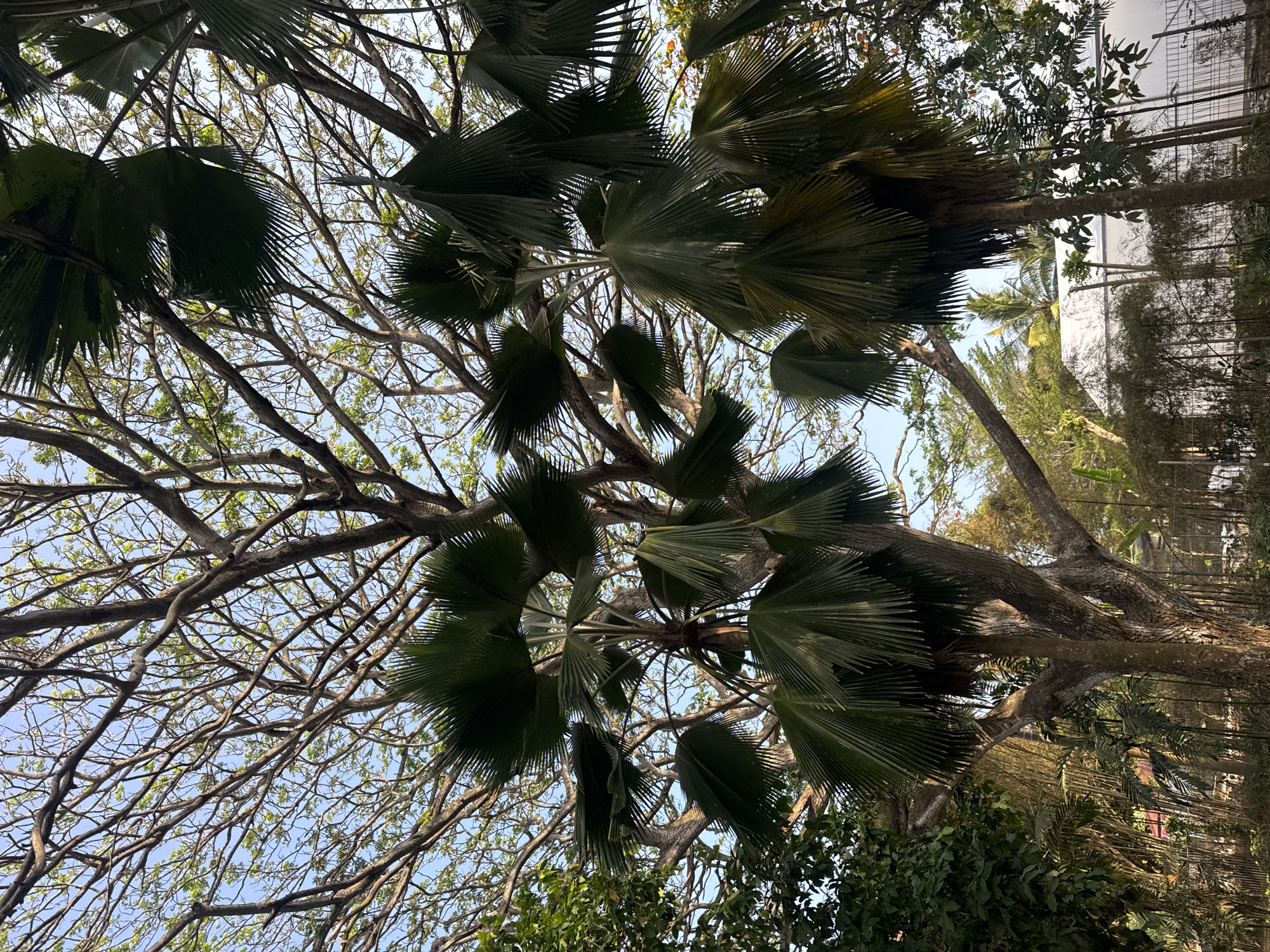 This image captures a close-up, low-angle view of tropical trees and foliage against a clear sky, likely in Kuta Selatan, Indonesia. In the foreground and mid-ground, several palm trees with large, fan-shaped fronds dominate the scene, their dark green leaves contrasting with the lighter green and brown of the surrounding trees. The intricate network of branches from a larger, deciduous tree spreads across the upper portion of the image, with a sparse scattering of small green leaves and a bright blue sky visible through the canopy. In the background, a white structure, possibly a building or tent, is partially obscured by bamboo-like plants and a metal fence. The overall impression is of a lush, tropical environment, with a mix of dense vegetation and man-made elements.