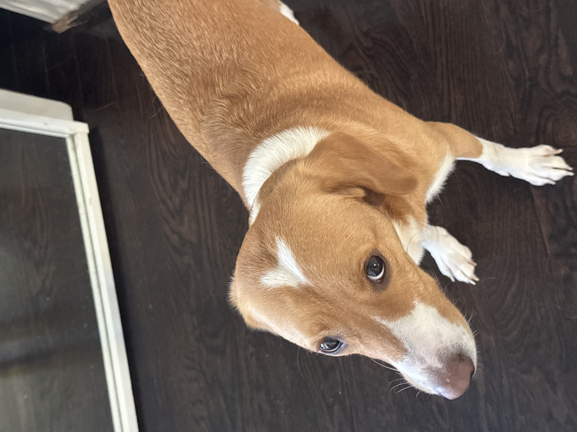 A tan and white dog is lying on a dark wood floor. The dog is positioned at an angle, with its head in the lower right corner of the image and its body extending towards the upper left. The dog has a white marking on its forehead and a white collar. A white window frame is visible in the upper left corner of the image. The location is indoors. There is no indication that the scene is in the city of Sofia, Bulgaria.