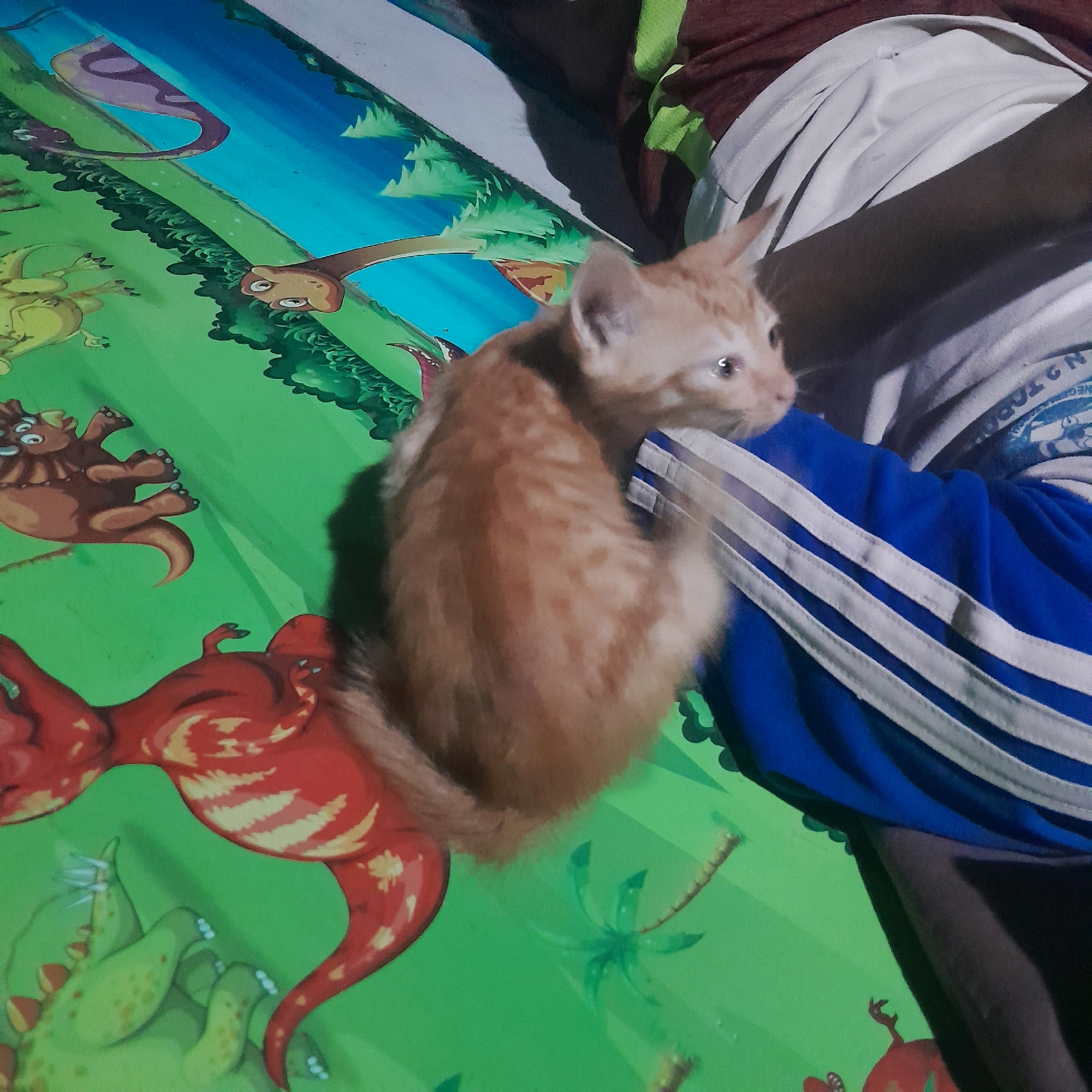 A ginger kitten sits on a blue surface with white stripes, which appears to be clothing. The kitten is positioned over a green surface decorated with images of dinosaurs. The lighting suggests an indoor environment, potentially a room or bed, as indicated by the presence of shadows and the texture of the bedding. The kitten is looking to the right of the frame with its ears perked.