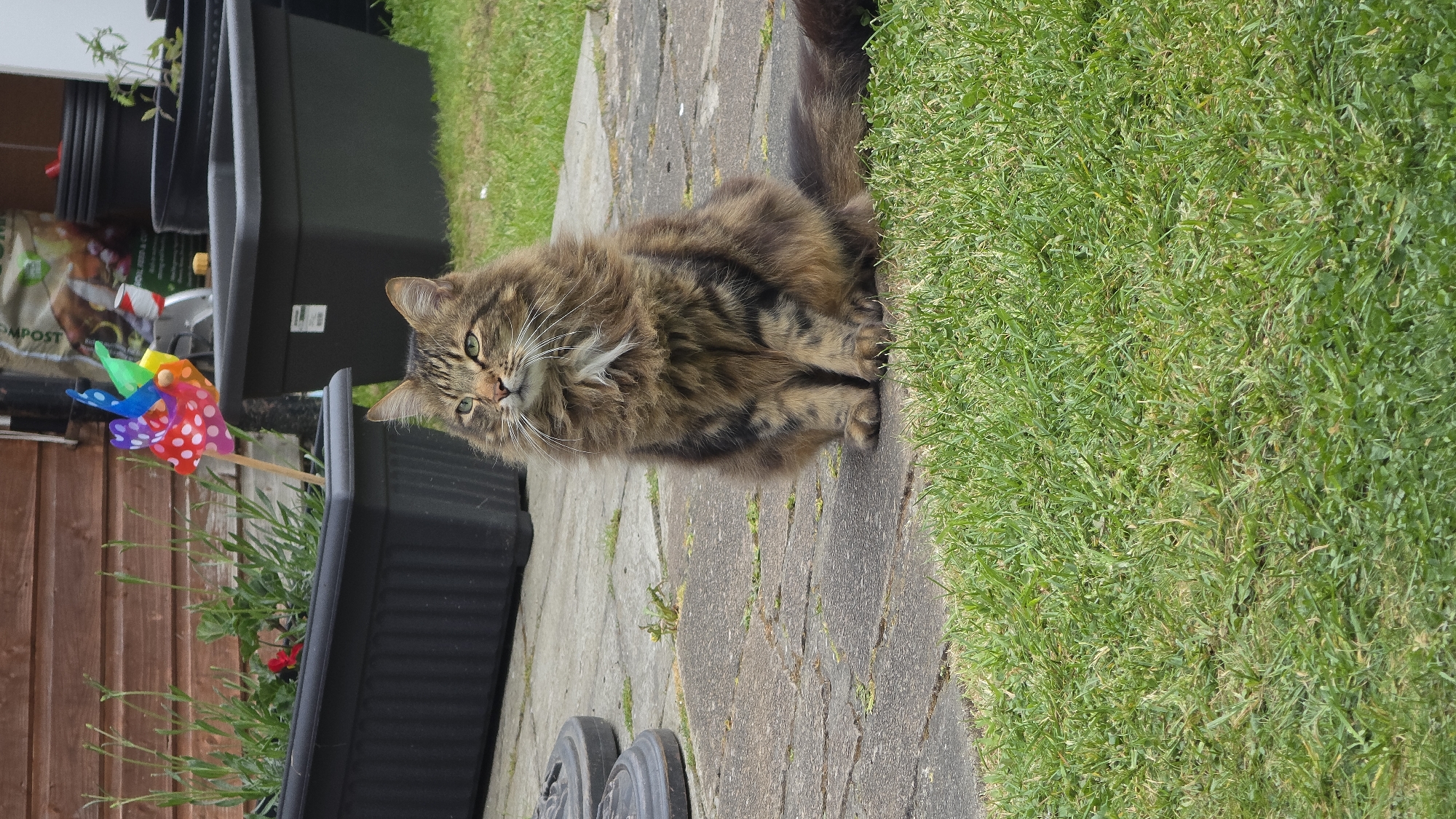 A medium shot presents a brown tabby cat sitting on a paved stone pathway, adjacent to green grass. The cat is the primary subject, facing the viewer with a slight head tilt. It has a long, fluffy coat and striking green eyes.
To the cat's left, several dark grey or black planters are visible, one of which contains a pinwheel with red polka dots and a multi-colored blade. Behind the planters, a wooden fence is partially visible. The pathway the cat sits on shows signs of wear and age, with uneven surfaces and varying stone sizes. The overall scene suggests a domestic garden setting, with well-maintained grass and neatly arranged planters. The location is indicated as London, United Kingdom.