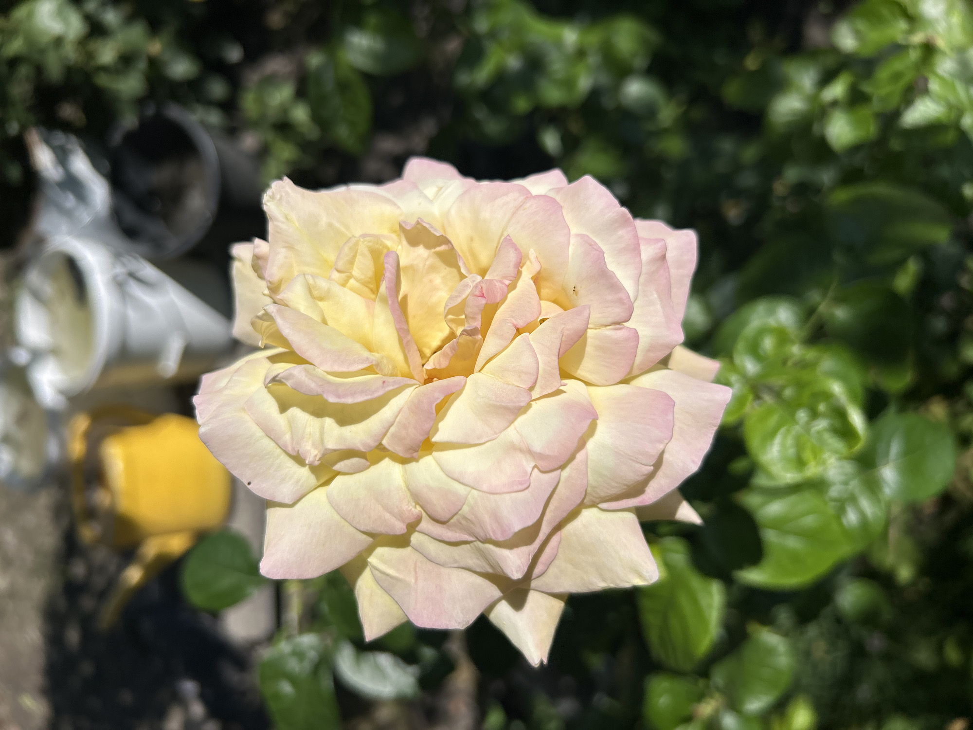A close-up, high-angle shot showcases a pale yellow rose with delicate pink edges. The rose is in full bloom, its petals unfurling in intricate layers. The background is a soft blur of green foliage, indicating an outdoor setting. To the left of the rose, out of focus, are what appear to be garden elements. There is a white object, possibly a watering can or a decorative garden item, and a bright yellow object, which could be a garden tool or a plant pot. The lighting suggests it is daytime, with sunlight casting subtle shadows on the rose petals, highlighting their texture and form. The overall impression is one of a peaceful, sun-drenched garden scene in Labinsk, Russia, focusing on the natural beauty of the rose.