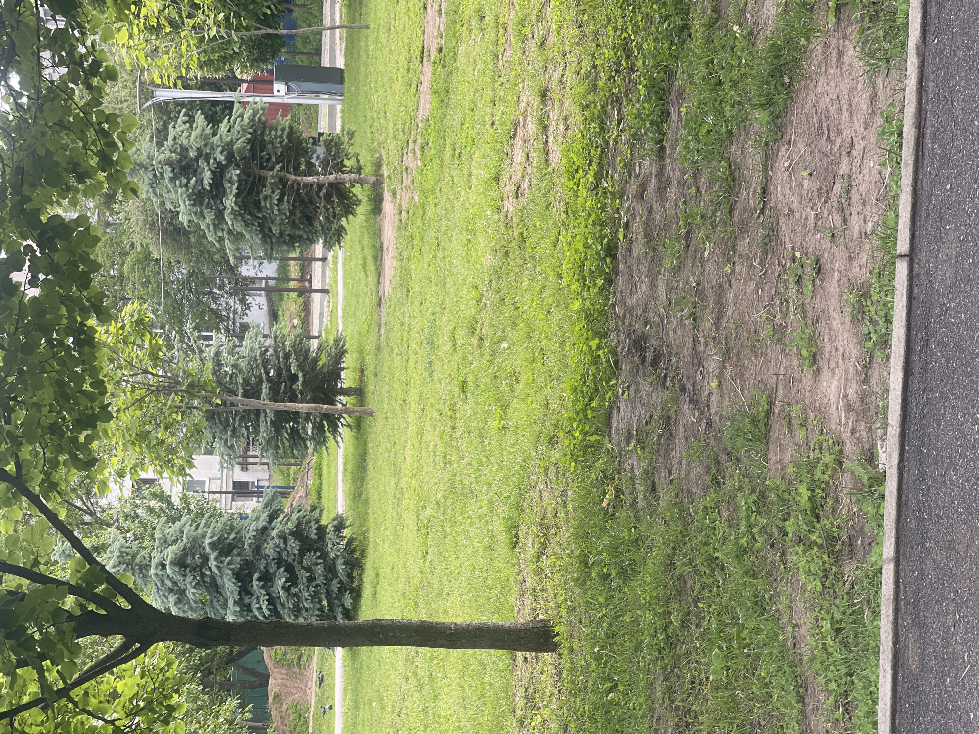This is a daytime photograph of a green space, likely a park or a landscaped area within a city, specifically Poltava, Ukraine. The image captures a serene outdoor environment under diffused daylight, suggesting either an overcast sky or soft sunlight.
In the immediate foreground on the right, a narrow strip of asphalt, bordered by a concrete curb, indicates the edge of a road or sidewalk. Adjacent to this, a worn path of bare earth with patches of emerging green growth extends into the midground. The majority of the ground is covered in vibrant green grass, which fills the central and left portions of the scene.
Several trees are prominent subjects. On the far left, a large deciduous tree with light green foliage and a thick, dark trunk partially frames the composition. Further back, three distinct evergreen trees, characterized by their conical shape and blue-green needles, are spaced across the midground. Beyond these, additional deciduous trees and shrubs contribute to the leafy backdrop. In the background, parts of multi-story buildings with visible windows are discernible, alongside a utility box featuring a red base and a green top. A tall, curved pole, possibly a street lamp or a utility pole, also rises in the background. Small dark shapes, appearing to be pigeons, can be seen on the grass near the base of one of the evergreen trees.
No specific human activity or event is taking place, presenting a tranquil and static urban landscape scene. There is no visible text in the image.