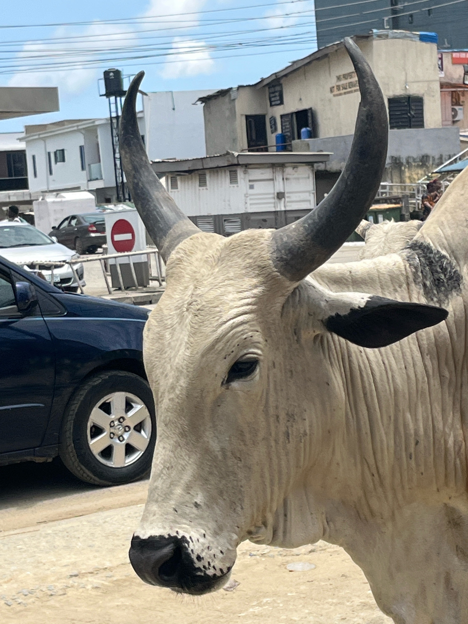 In Ajah, Nigeria, a large, light-colored bull stands prominently in the foreground, its head and upper body filling much of the frame. The bull has dark, curved horns and a black-tipped ear. Its skin appears wrinkled and mottled with darker patches, particularly on its shoulder. A black and dark blue car is visible to the left of the bull, with its front wheel and fender in focus. In the background, several buildings are visible, some appearing to be made of concrete and others with corrugated metal roofs. There is a sign with a red circle and a horizontal bar, indicating a prohibition, near the cars. The sky above is a pale blue with scattered white clouds. The ground is a dusty, sandy surface. The scene appears to be an urban environment, possibly a street or market area.