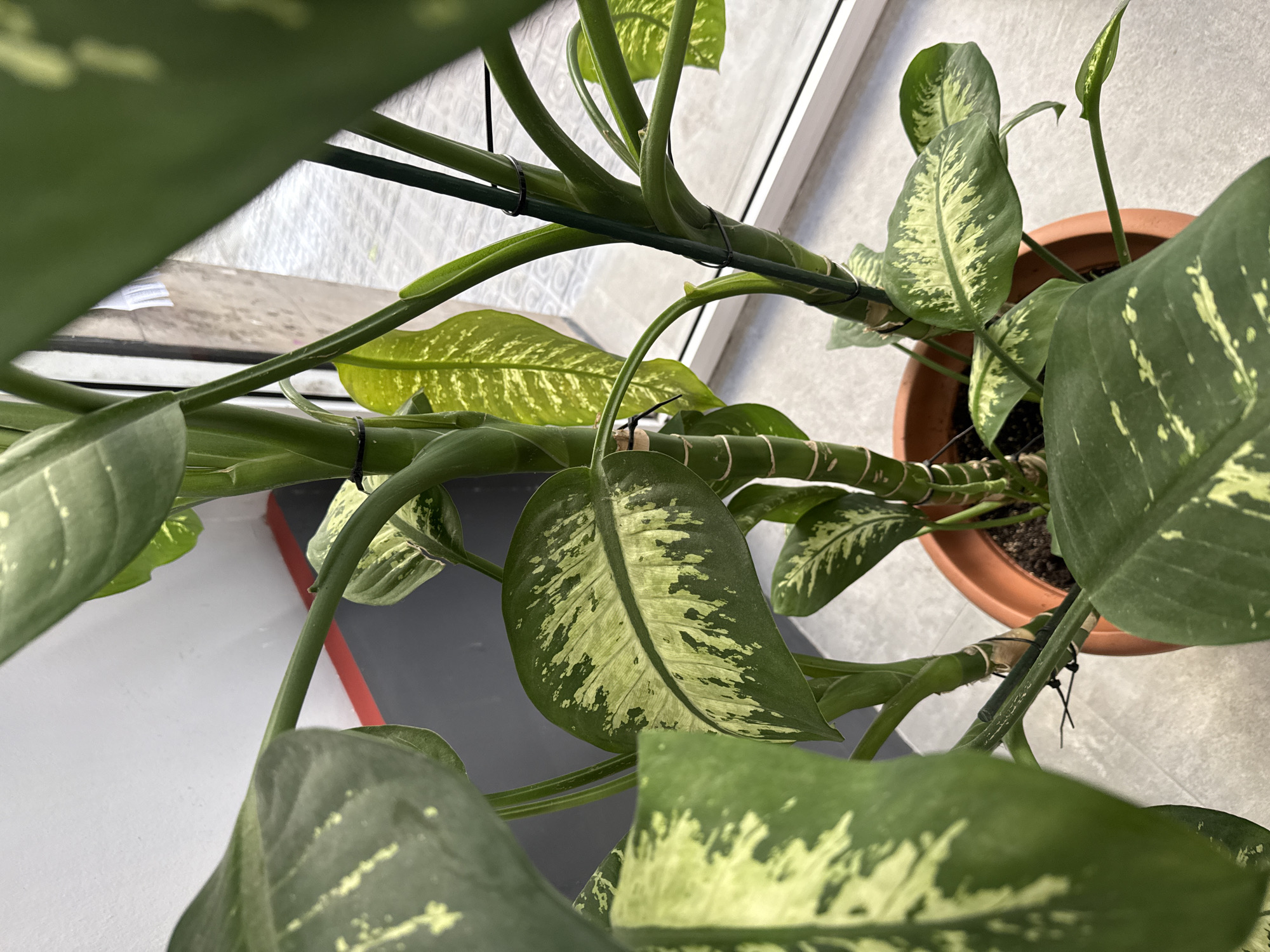 This close-up image, taken from an overhead perspective, showcases a healthy Dieffenbachia plant, commonly known as Dumb Cane, situated indoors in Barcelona, Spain. The plant features numerous large, elliptical leaves characterized by their striking variegation of dark green and lighter, creamy-yellowish patterns.
Several robust, green stems are visible, some displaying segmented or ringed textures. The plant is being supported by a slender green stake or rod, to which its stems are carefully secured with black zip ties, indicating active cultivation and training. Towards the upper right of the frame, a new, tightly furled leaf bud suggests ongoing growth.
The Dieffenbachia is housed in a traditional, unglazed terracotta pot, parts of which are visible in the upper right and lower middle sections. The background reveals a brightly lit indoor space. Through a white-framed window or glass door, a light-colored, possibly tiled, surface can be seen, hinting at an outdoor balcony or courtyard. A distinct red edge on a darker surface, possibly a shelf or windowsill, is also visible. The bright, natural illumination suggests it is daytime. No people or visible text are present in the image.