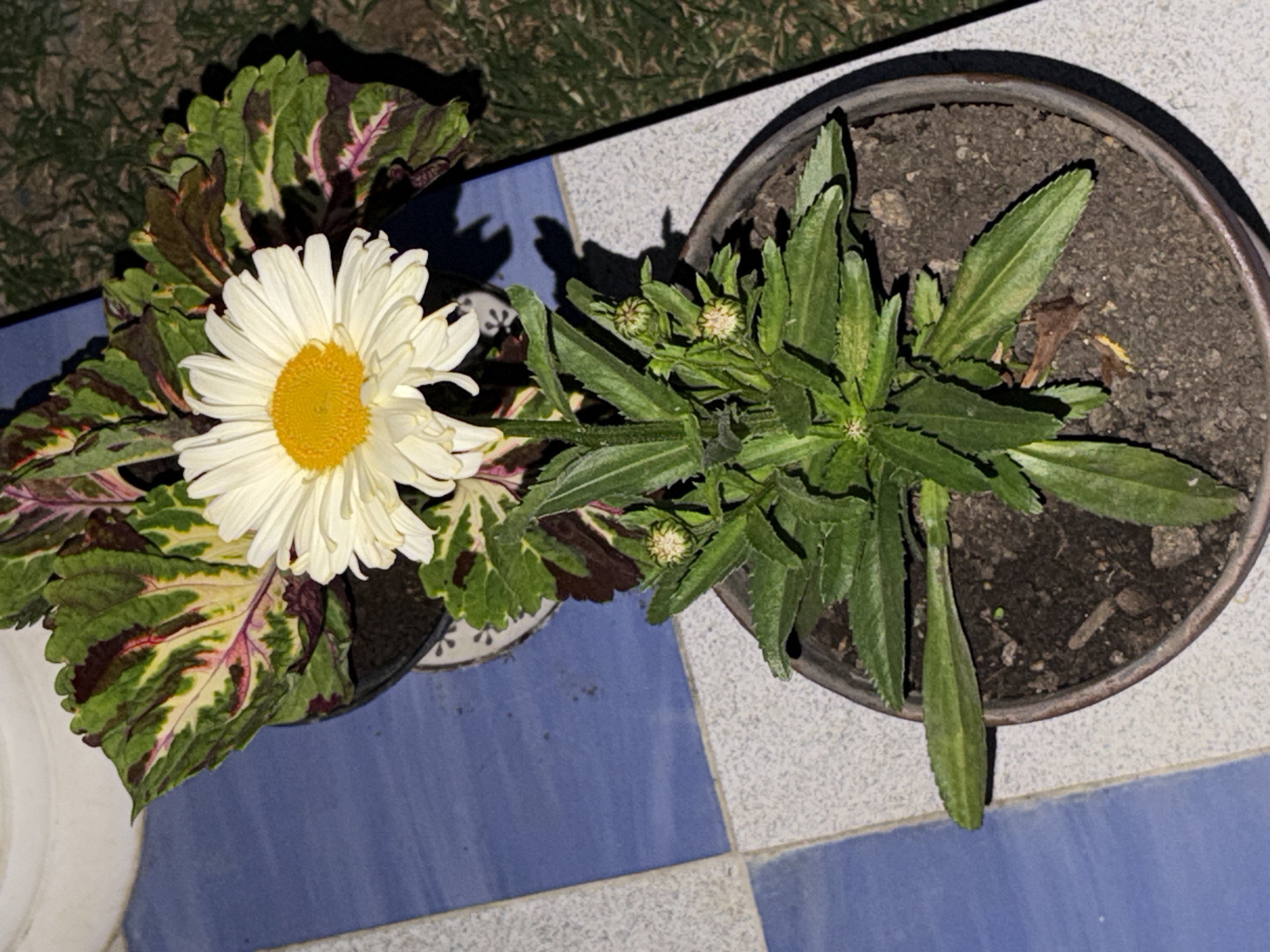 The image is a close-up, high-angle shot of two potted plants on a blue and white tiled surface. The plant in the foreground is in a dark brown pot and has many green, serrated leaves. There are also two small, closed buds visible. The plant in the background, partially obscured by the foreground plant, has large, colorful leaves with green, yellow, and deep red/purple variegation. A single white daisy with a yellow center is in bloom, extending from behind the colorful-leaved plant. The tiled surface appears to be outdoors, with a hint of grass visible in the background on the right side of the frame. The lighting suggests it might be evening or a dimly lit area.