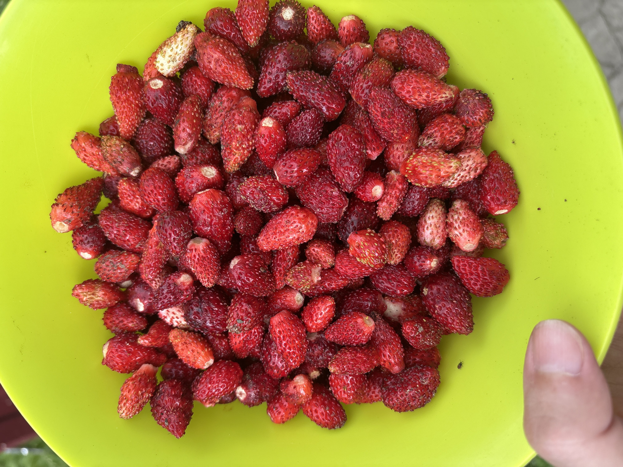 A close-up, top-down shot displays a bright, lime green bowl overflowing with small, wild strawberries in Ветлужский, Russia. The strawberries are primarily deep red, with some lighter red and even pale pink varieties mixed in, indicating varying stages of ripeness. Their textured surfaces are clearly visible, showcasing their characteristic seeds. A human thumb, partially visible in the lower left corner, suggests scale and interaction with the fruit. The background is out of focus, hinting at an outdoor setting with greenery. A tiny black insect is visible on the bright green surface of the bowl.