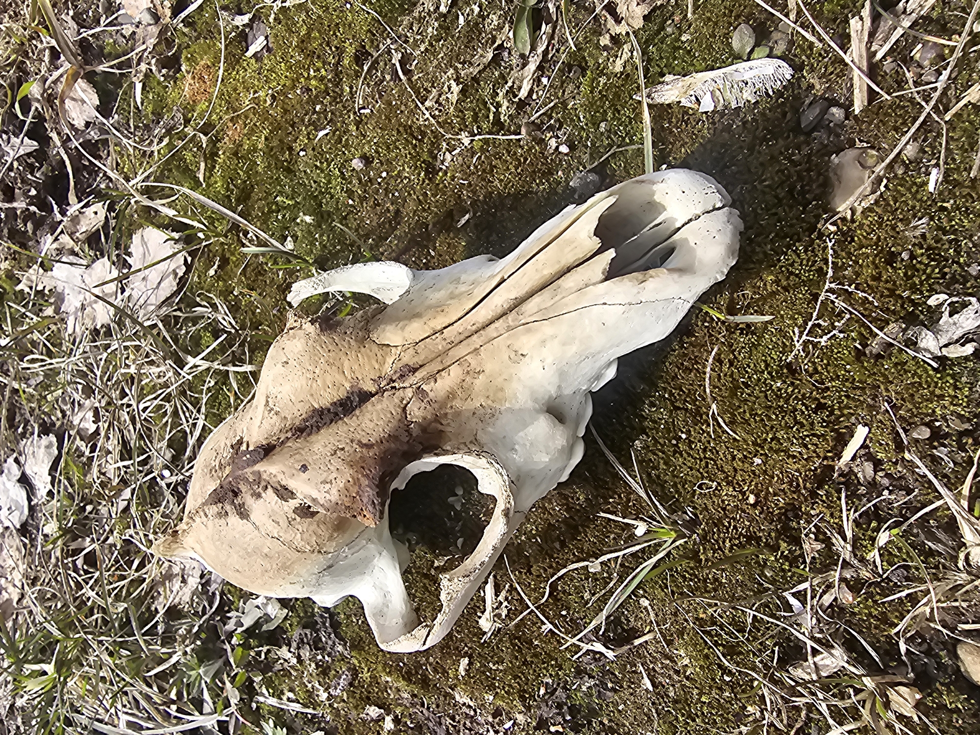 The image depicts an animal skull lying on a patch of moss and dead leaves. The skull is weathered and discolored, with visible bone structure and hollow eye sockets. The surrounding environment is covered in moss, interspersed with dry grass and scattered leaves. The location is Kalinovka, Russia. No people are visible in the image.