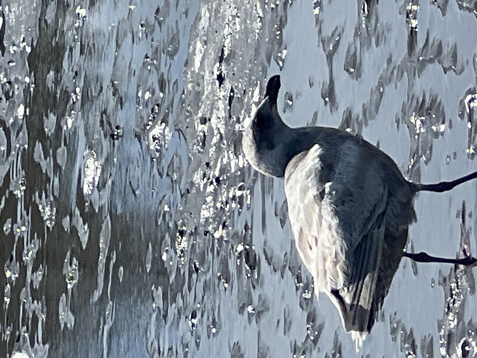A medium shot captures a seagull standing in shallow, rippling water that reflects sunlight. The bird, predominantly light gray and white, faces to the right with its head slightly down. Its feathers appear ruffled, and its beak is dark. The water is dark blue with numerous bright, shimmering highlights from the sun. The background is entirely filled with this sunlit water. The image is shot from a low angle, focusing on the seagull and its immediate surroundings.