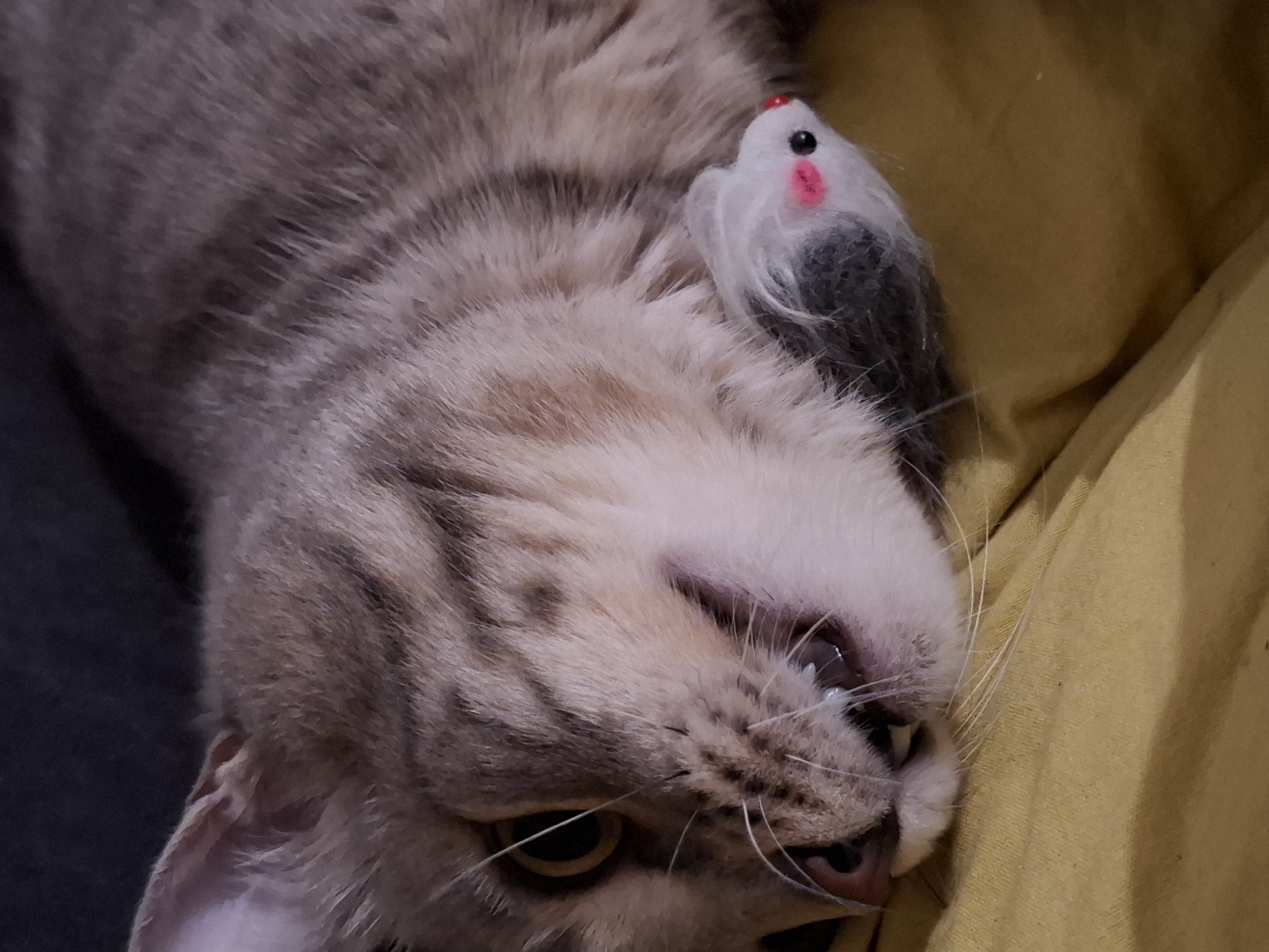 An indoor, close-up shot captures a light-colored tabby cat lying on its back or side, head tilted, with a toy mouse resting near its ear. The cat's fur is a mix of light brown, grey, and white, with distinct darker tabby stripes visible across its head and neck. One of its eyes, amber or yellowish-brown, is clearly visible and open, gazing downwards. Its mouth is slightly open, revealing small white teeth or fangs, and white whiskers extend from its muzzle.
A small, fuzzy toy mouse, predominantly white with a grey and black patterned body, rests on the cat's head/neck area. The toy mouse has black bead eyes, a red nose, and pink circular marks on its cheeks.
The cat is positioned on a soft, textured yellow fabric surface, likely a blanket or cushion, which fills the right side and bottom of the frame. To the left, a darker, possibly grey or black, fabric surface is visible, providing a contrasting background. The overall lighting suggests an indoor setting. The cat appears relaxed and possibly playful given the presence of the toy. There is no visible text in the image.