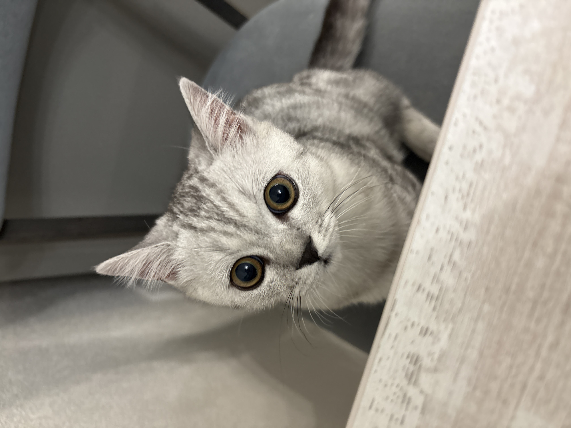 A silver tabby cat with large, golden eyes and distinctive markings is perched on a grey chair. The cat is looking directly at the camera. In the foreground, a light-colored wooden surface is visible, possibly a table. The background consists of a light-colored wall and a darker area that could be a piece of furniture. The scene appears to be indoors, in a domestic setting.