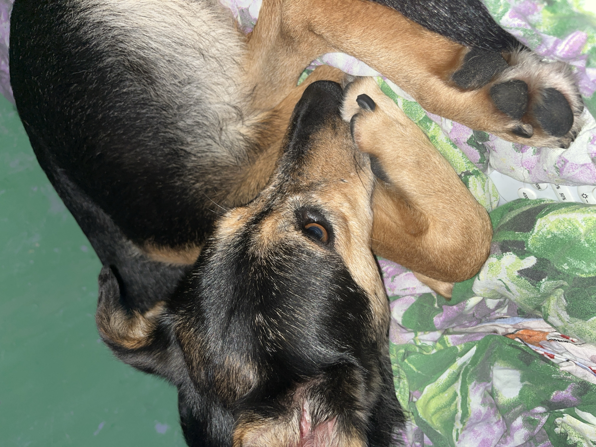 A medium-sized dog with black and tan fur is lying on a floral-patterned blanket. The dog's head is turned to the right, with its eyes open and looking towards the viewer. Its paws are tucked underneath its body. The background is a solid green color. The image appears to have been taken indoors. There is no discernible location in the city of Nizhny Tagil, Russia.
