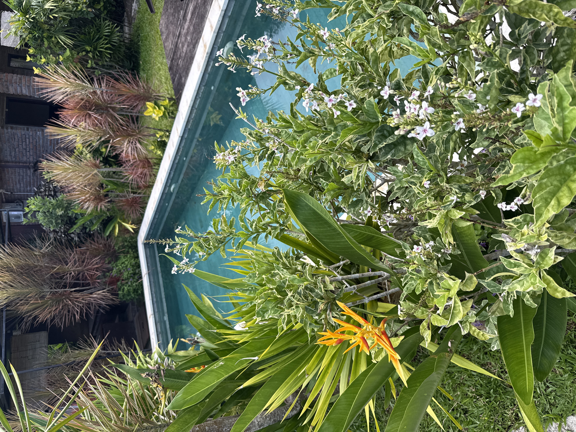 The image captures a scene in Kutuh, Indonesia, featuring a swimming pool partially visible with turquoise water. A variety of tropical plants dominate the foreground, including green and variegated foliage, flowering bushes with small white and purple flowers, and bird-of-paradise plants with vibrant orange blooms. In the background, a building with a brick facade and spiky, brown plants is visible, adding to the tropical ambiance of the location. The scene is bright and bathed in daylight.