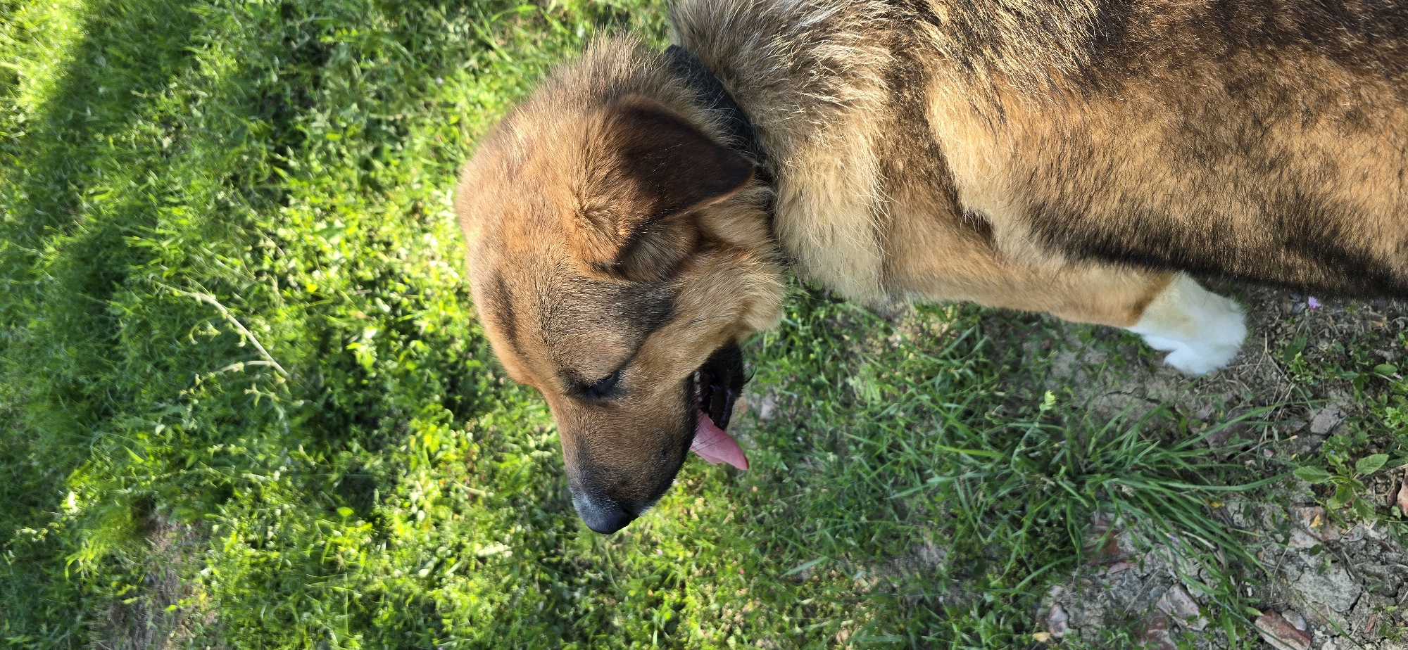 A medium shot captures a brown dog from the shoulders up, lying on grass. The dog is looking to the left with its mouth slightly open, tongue lolling out. Its fur is a mix of brown and black, with a white patch on its right foreleg. The background consists of green grass, with some patches of soil and scattered rocks. The lighting suggests a sunny day. The image appears to be taken in an outdoor setting, possibly a park or a backyard. There are no discernible Vratsa, Bulgaria landmarks or context.