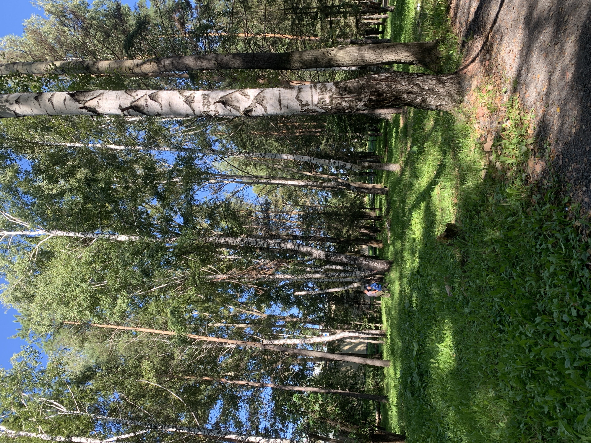 In a sun-dappled forest clearing, two individuals are engaged in a conversation. One person, wearing a blue jacket and beige pants, stands facing away from the camera, while the other, in a light-colored shirt and dark pants, stands beside them, also facing away. The ground is covered in lush green grass and scattered leaves. Tall trees, primarily birch and pine, dominate the scene, their branches forming a dense canopy that allows sunlight to filter through, creating a pattern of light and shadow on the ground. A path, composed of gravel and dirt, is visible on the right side of the frame. The background reveals more trees and hints of distant buildings. This scene is located in the city of Prokopyevsk, Russia.
