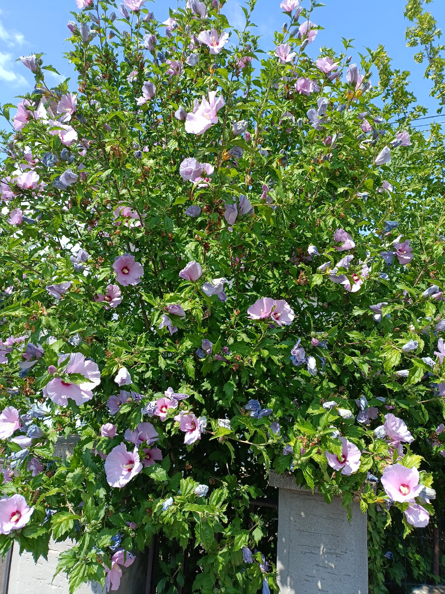 This media file is a full-frame, eye-level, outdoor shot of a flowering Hibiscus syriacus bush, commonly known as Rose of Sharon. The bush is densely packed with lush green leaves and numerous pale pink and lavender-blue flowers, some fully open and others in bud. The flowers exhibit the characteristic trumpet shape of hibiscus, with prominent stamens in the center.
The scene is set against a bright blue sky with a few wispy white clouds, suggesting clear, sunny weather. The time of day appears to be daytime, likely late morning or early afternoon, given the intensity of the sunlight. The bush is partially framed by a rough, grey concrete post on the right side of the image and a dark metal fence at the bottom, hinting at a garden or yard setting. Some of the lower branches of the bush are drooping over the fence.
There are no people or animals visible in the frame. The overall mood conveyed is one of natural beauty and tranquility, with the vibrant colors of the flowers and the greenery creating a pleasing visual effect. The image captures the peak bloom of the hibiscus bush, showcasing its abundant floral display. There is no visible text in the media file. The provided location context is Ittenheim, France.
