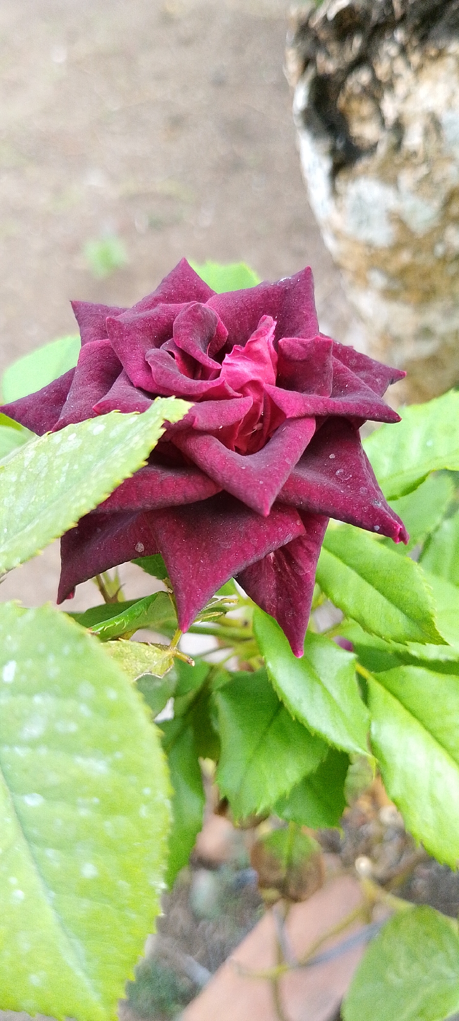 A close-up, vertical shot shows a dark red rose with many layers of petals. The petals are ruffled and pointed, with some lighter pink hues visible in the center. Small water droplets are scattered across the petals. Two green leaves are prominently featured in the foreground, one on the left and another slightly below and to the right of the rose. The left leaf has white spots on it. The background is out of focus, showing a dirt path and the textured bark of a tree on the right side. The scene is outdoors, with soft, natural lighting.