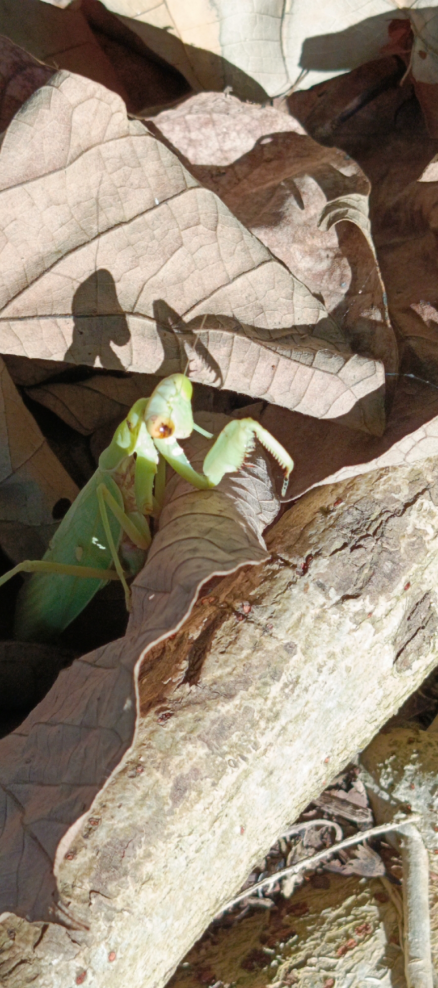 A green praying mantis is partially visible, positioned on a piece of fallen tree bark that lies atop dry, brown leaves. The mantis's body is oriented diagonally, with its head facing towards the left of the frame. Its forelegs are raised and appear to be grasping or preparing to grasp. The background consists of overlapping dry leaves, some of which are illuminated by sunlight, creating dappled shadows. The overall scene suggests an outdoor, natural environment, likely on the ground. There are no visible humans or buildings in the image.
