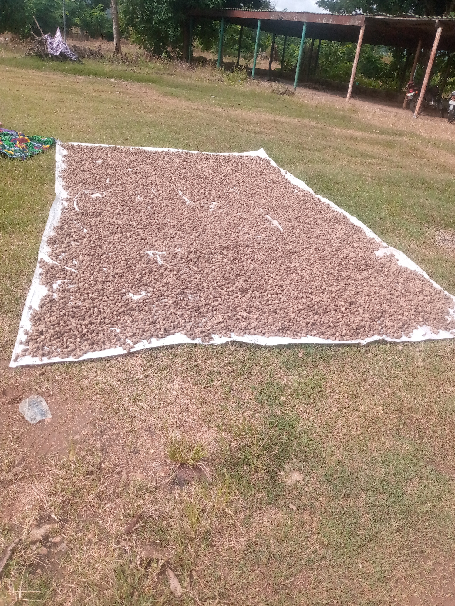 In Serti, Nigeria, a large white tarp is spread on the ground, covered with a vast quantity of peanuts that appear to be drying. The tarp is situated in an open, grassy area. In the background, a simple open-sided shelter with a corrugated metal roof supported by wooden and metal posts is visible. Two motorcycles are parked under this shelter. The surrounding environment consists of dry grass, dirt patches, and some vegetation, including trees and shrubs. A pile of dried branches and a piece of patterned fabric are also present to the left of the tarp. The lighting suggests it is daytime, with shadows indicating the sun's position.