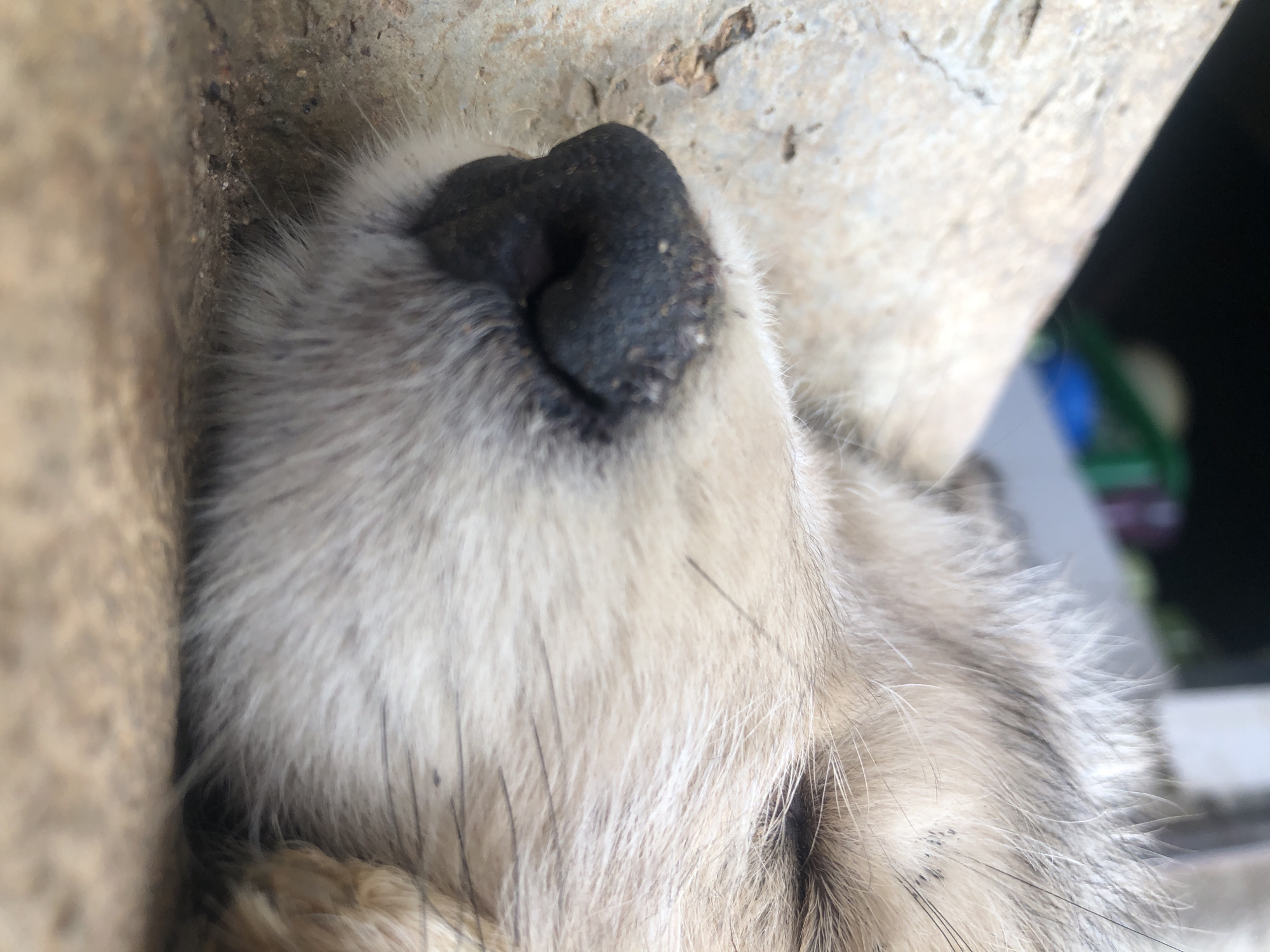 A close-up, horizontal shot focuses on the face of a light-colored dog, likely a puppy, sleeping on a rough, beige surface. The dog's nose, a dark, wet black, is prominently featured in the center of the frame, with specks of dirt clinging to its surface. The dog's fur is a mix of light tan and grey, with fine white hairs interspersed. Its eyes are closed, suggesting it is deeply asleep. To the left of the dog, a large, rough, grey-brown stone juts into the frame, its texture detailed and weathered. The background is out of focus, revealing blurred shapes of green and blue, possibly indicating a domestic setting or an outdoor area with some man-made objects. The overall lighting suggests it is daytime, with natural light illuminating the scene. The scene is likely from a residential area in Jos, Nigeria, given the typical textures of surfaces and the presence of animals in such environments.