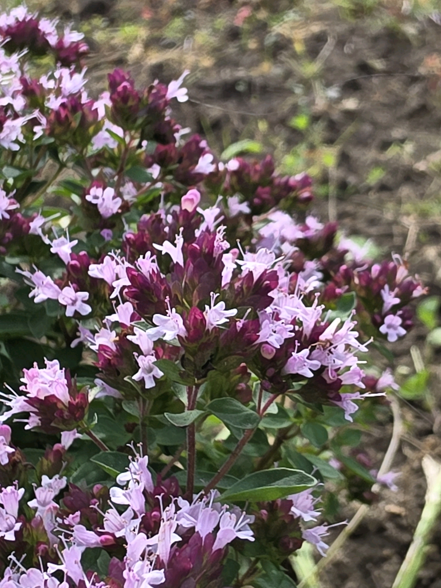 The image is a close-up, vertical shot of a flowering plant with small, delicate pink and purple blossoms. The flowers are clustered on dark purple stems and appear to be in various stages of bloom, with some buds and fully opened flowers visible. The background is softly blurred, showing brown earth and some green foliage, suggesting an outdoor setting. There are no people or discernible actions. The scene is consistent with a garden or natural landscape.