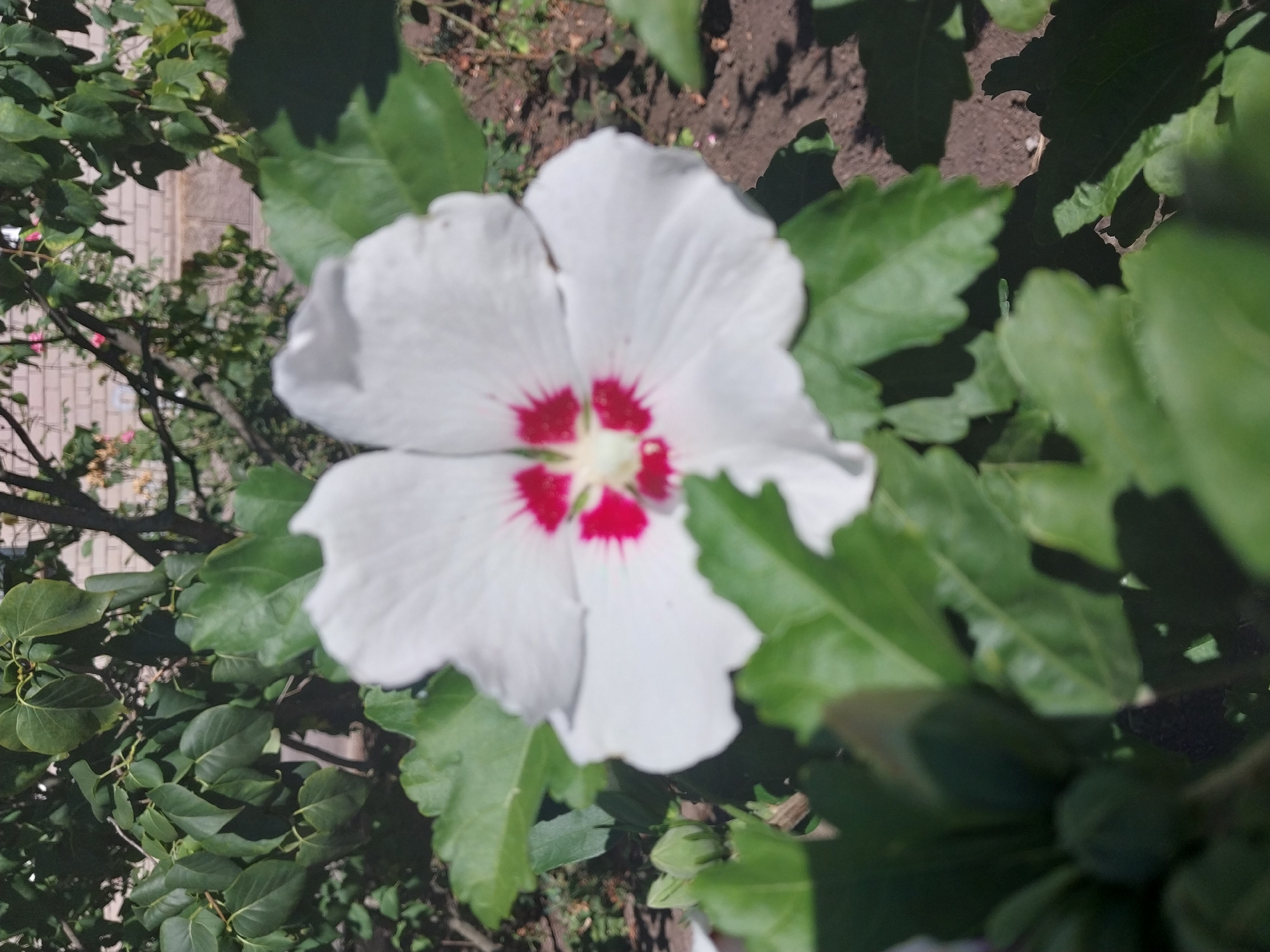 A close-up, eye-level shot shows a white hibiscus flower with a red center, blooming in the city of Doslidne, Ukraine. The flower is in focus, with its petals gently unfurling. Lush green leaves surround the bloom, some of which are in the foreground and blurred. In the background, out of focus, is a brick wall and the branches of a tree. The ground appears to be soil, with some shadows cast from the foliage. The overall impression is one of a bright, sunny day in a garden setting.